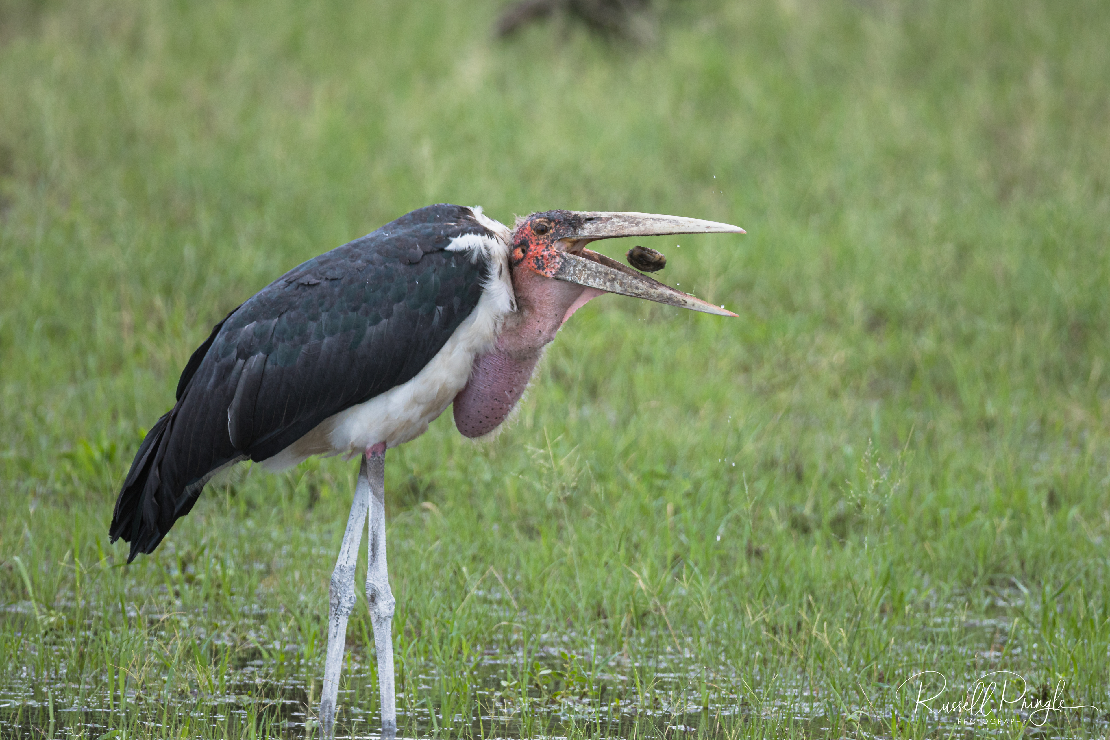 Marabou Stork-Savuti, Botswana