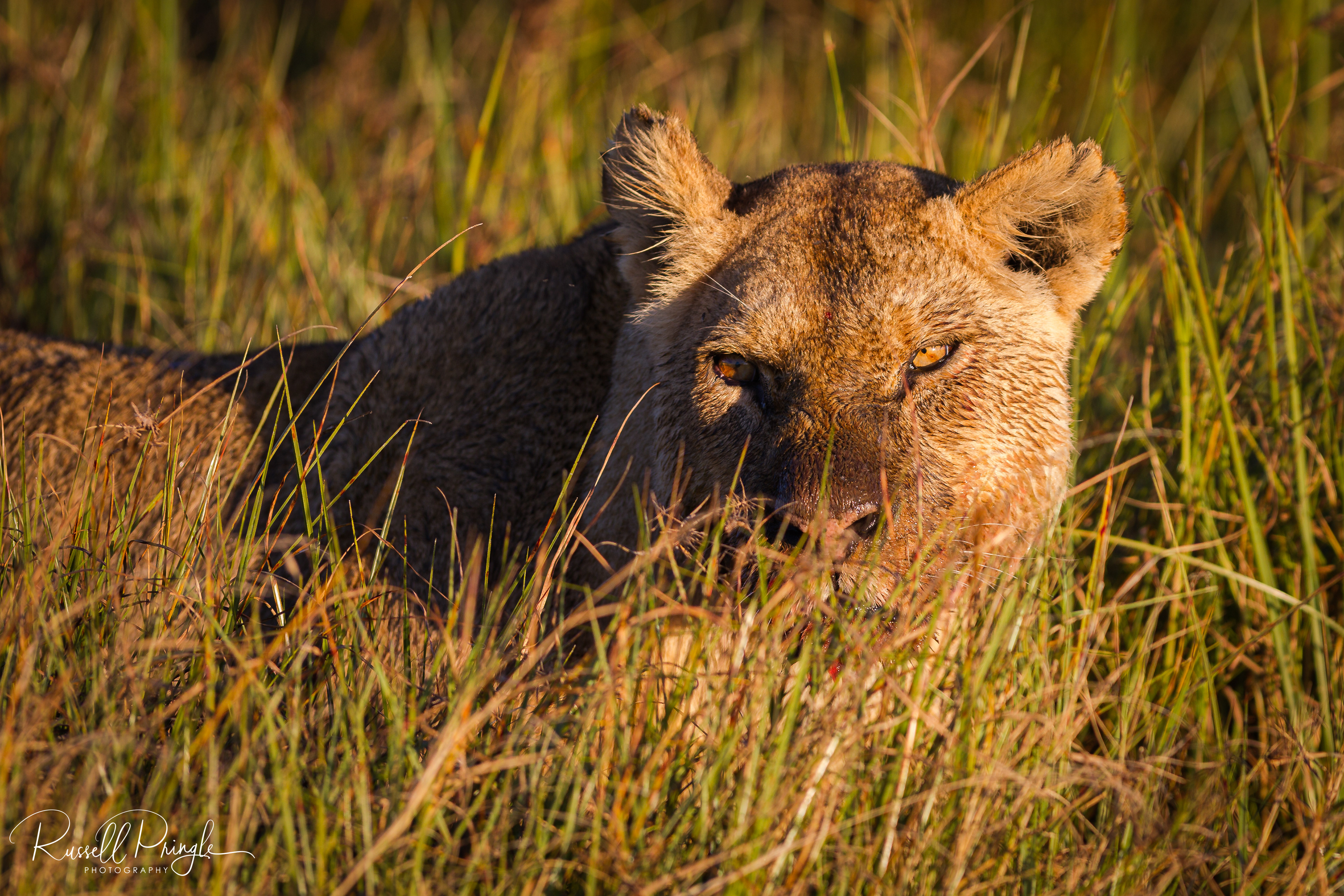 Lion-Okavango Delta, Botswana