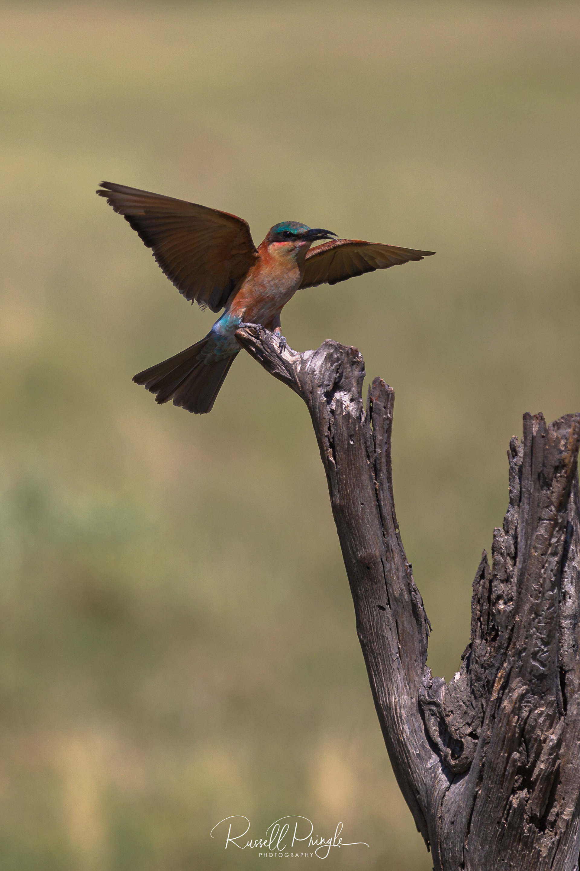 Southern Carmine Bee eater-Savuti, Botswana