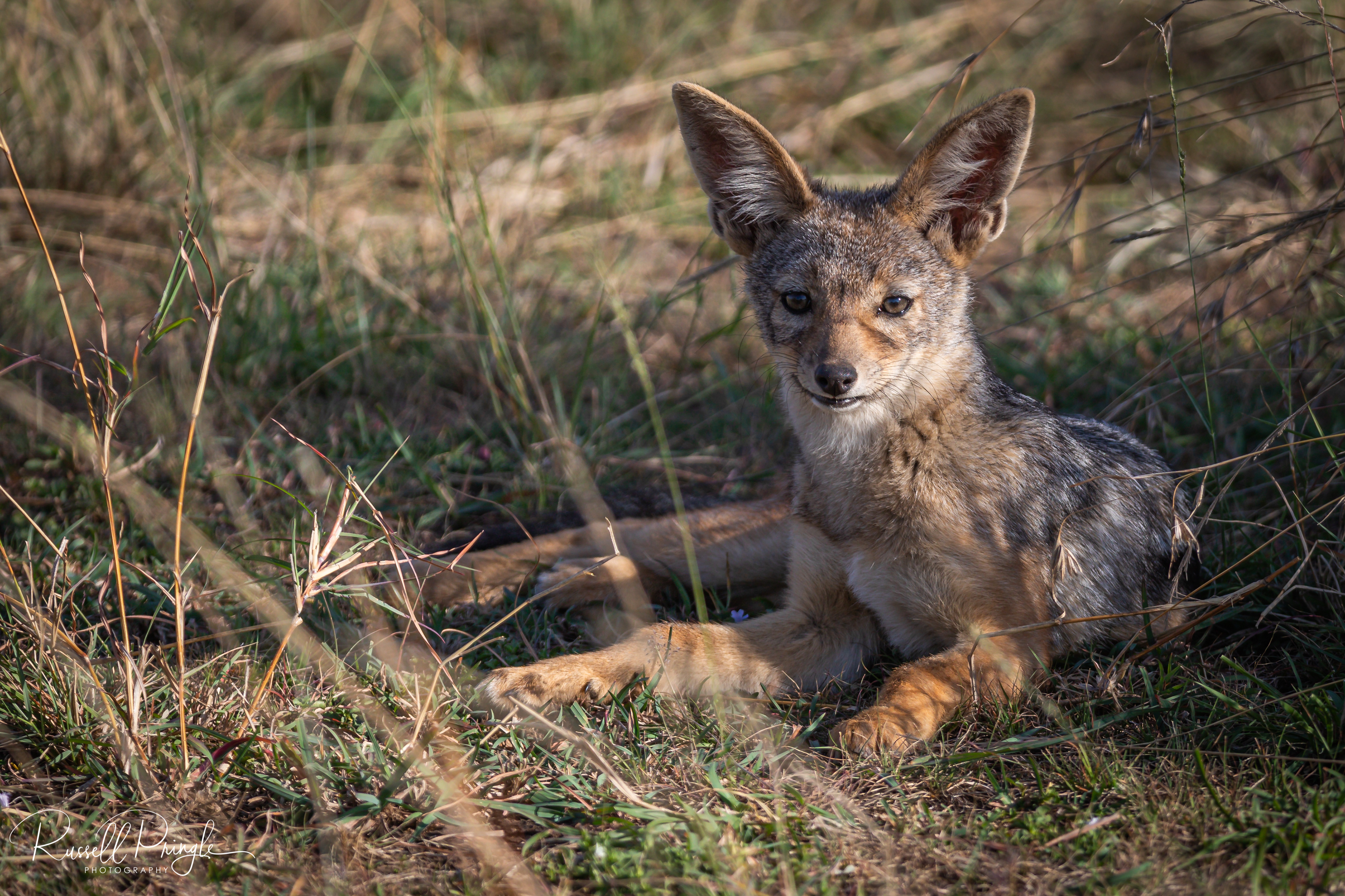 Black backed Jackel-Masai Mara, Kenya