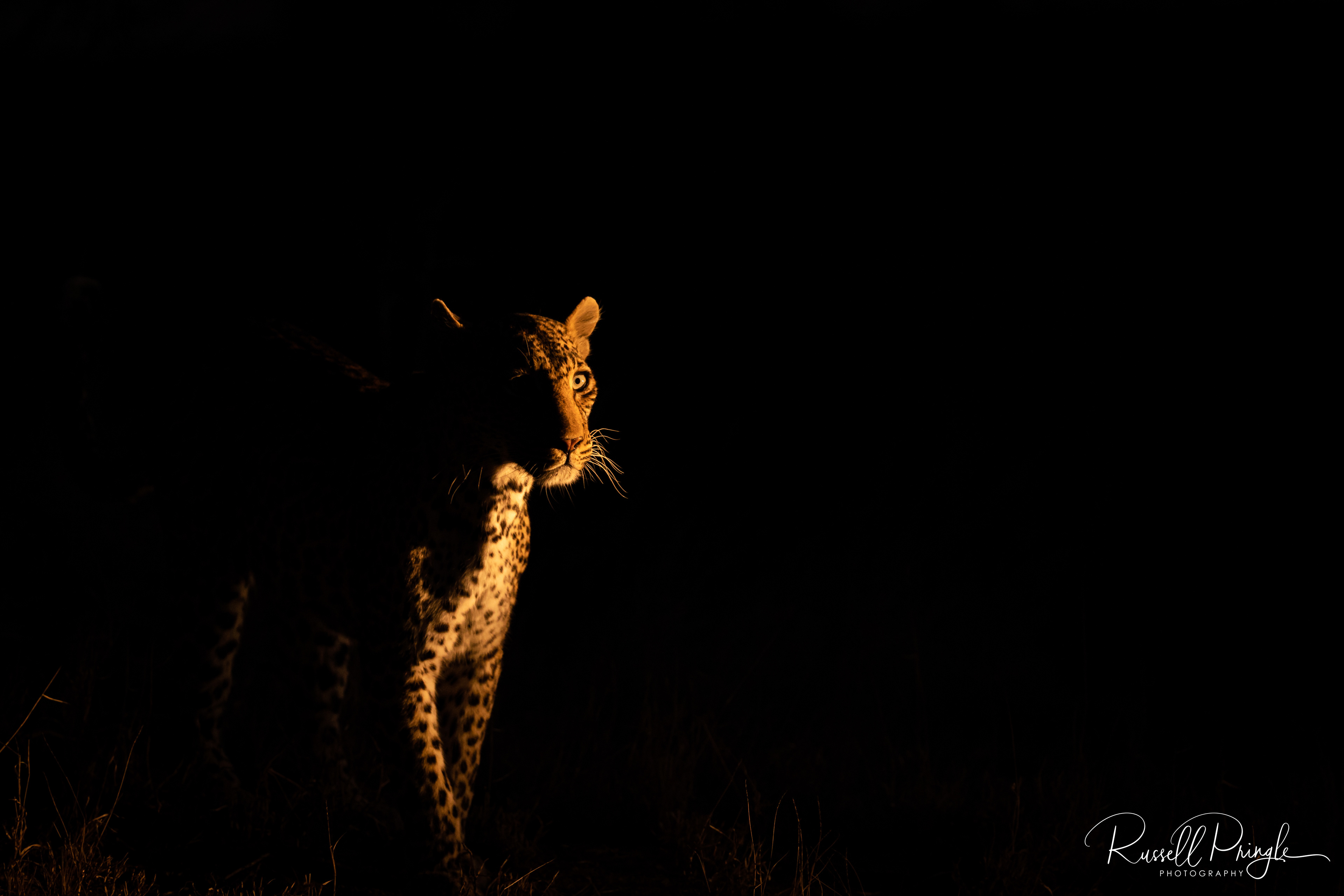 Leopard-Sabi Sands, Sth Africa