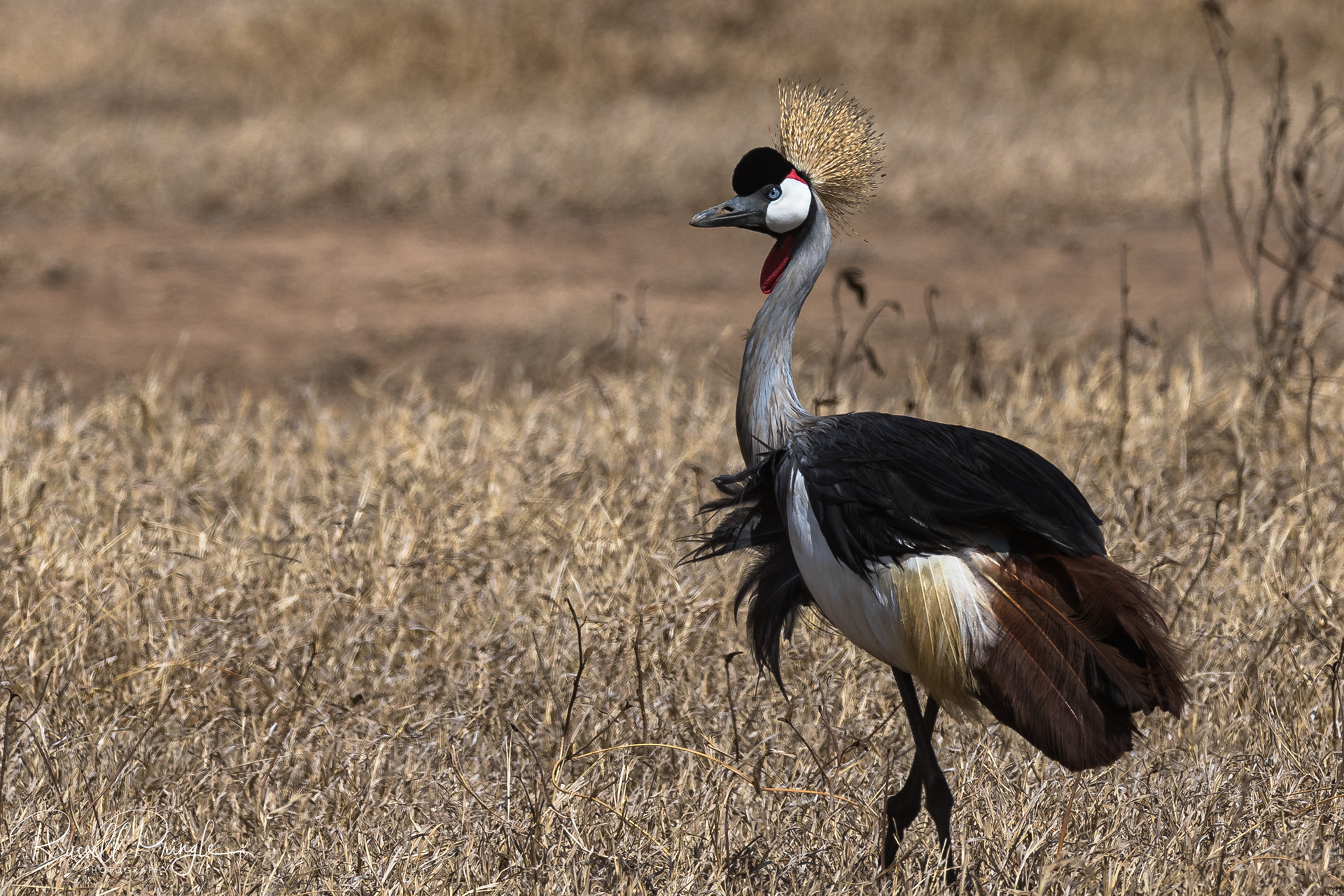 Grey Crowned Crane-Nyeri, Kenya