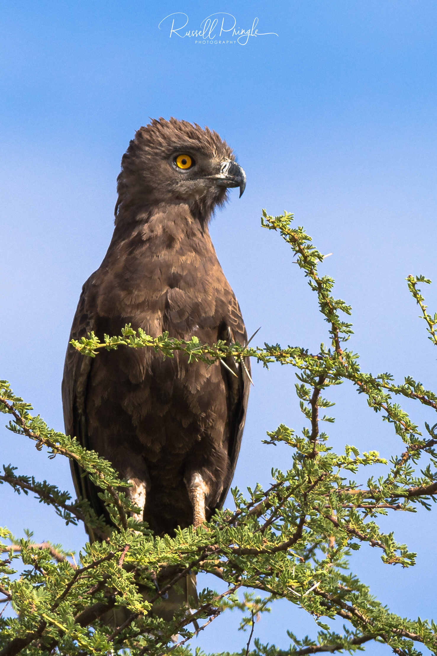 Brown Snake Eagle-Samburu NR, Kenya