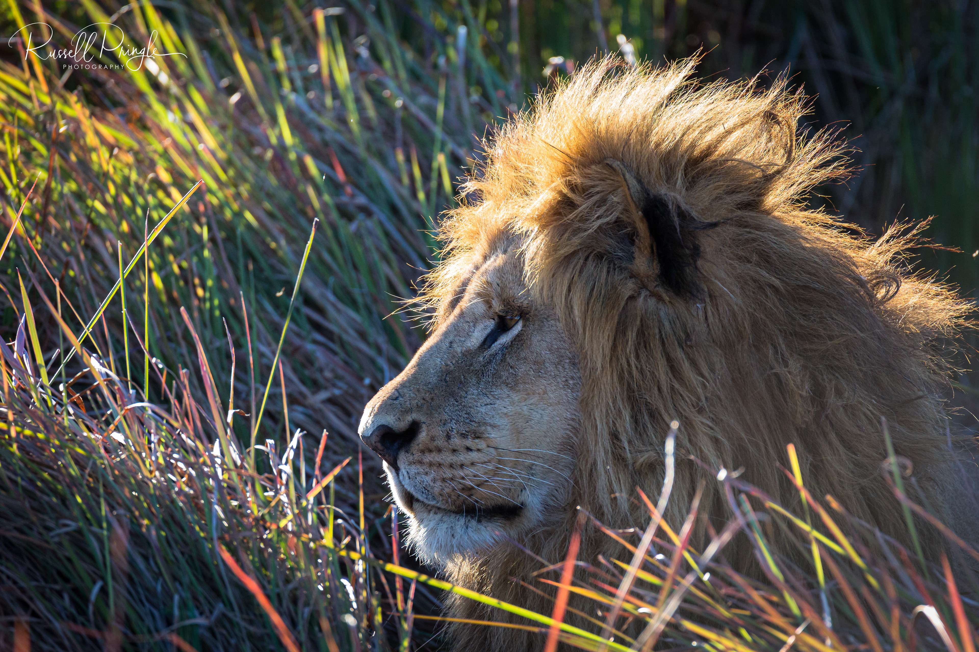 Lion-Okavango Delta, Botswana