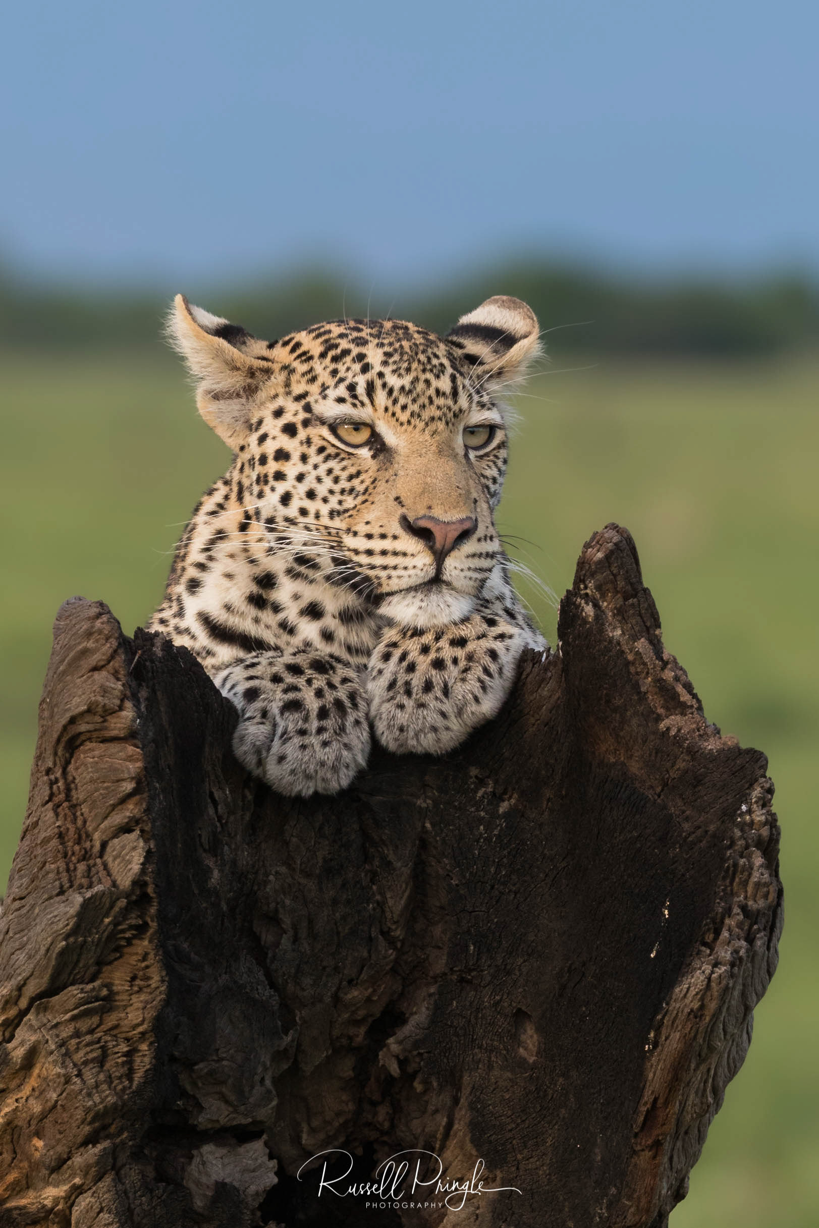 Leopard-Savuti, Botswana