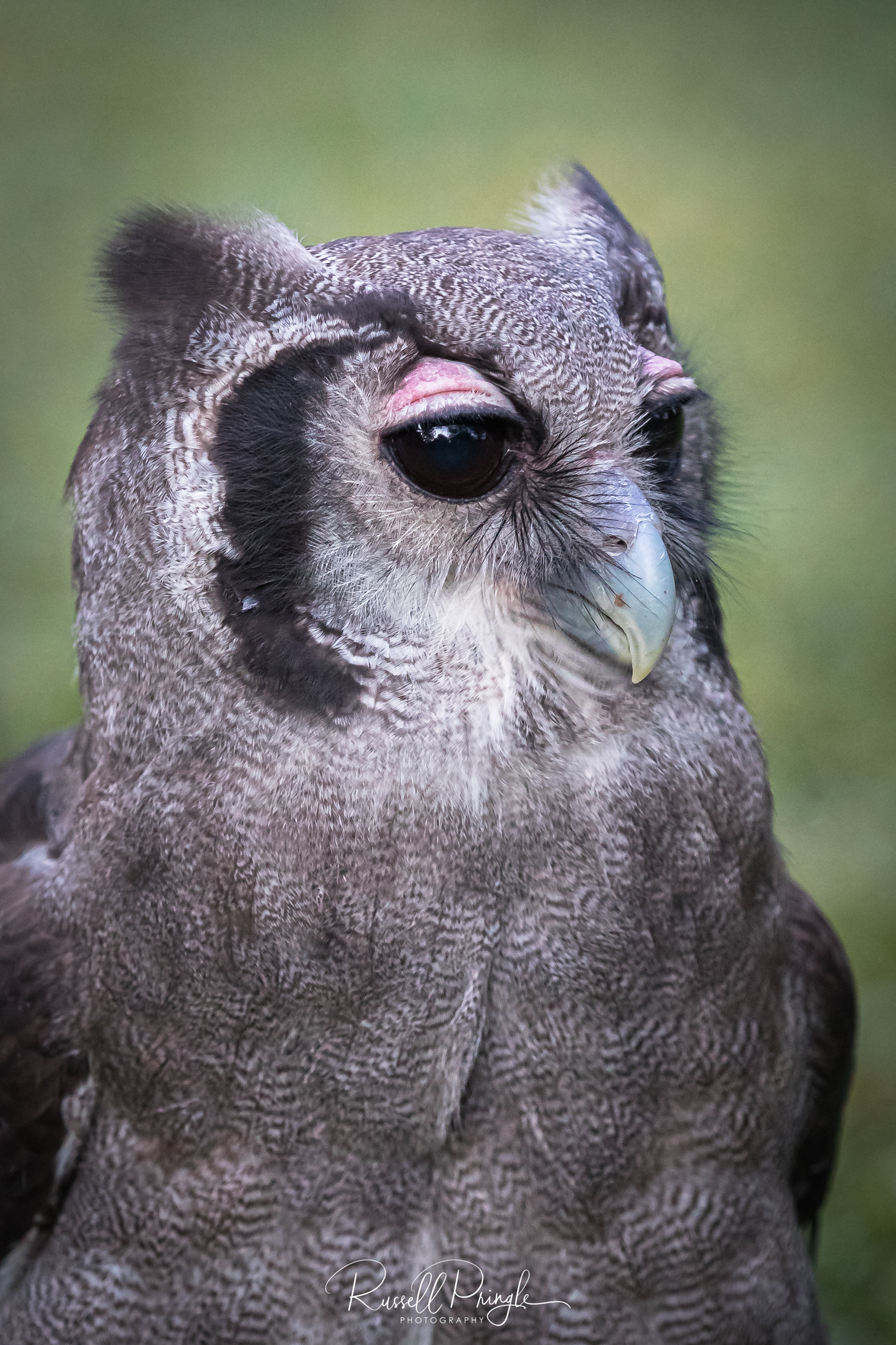 Verreaux's Eagle Owl-Lake Baringo, Kenya