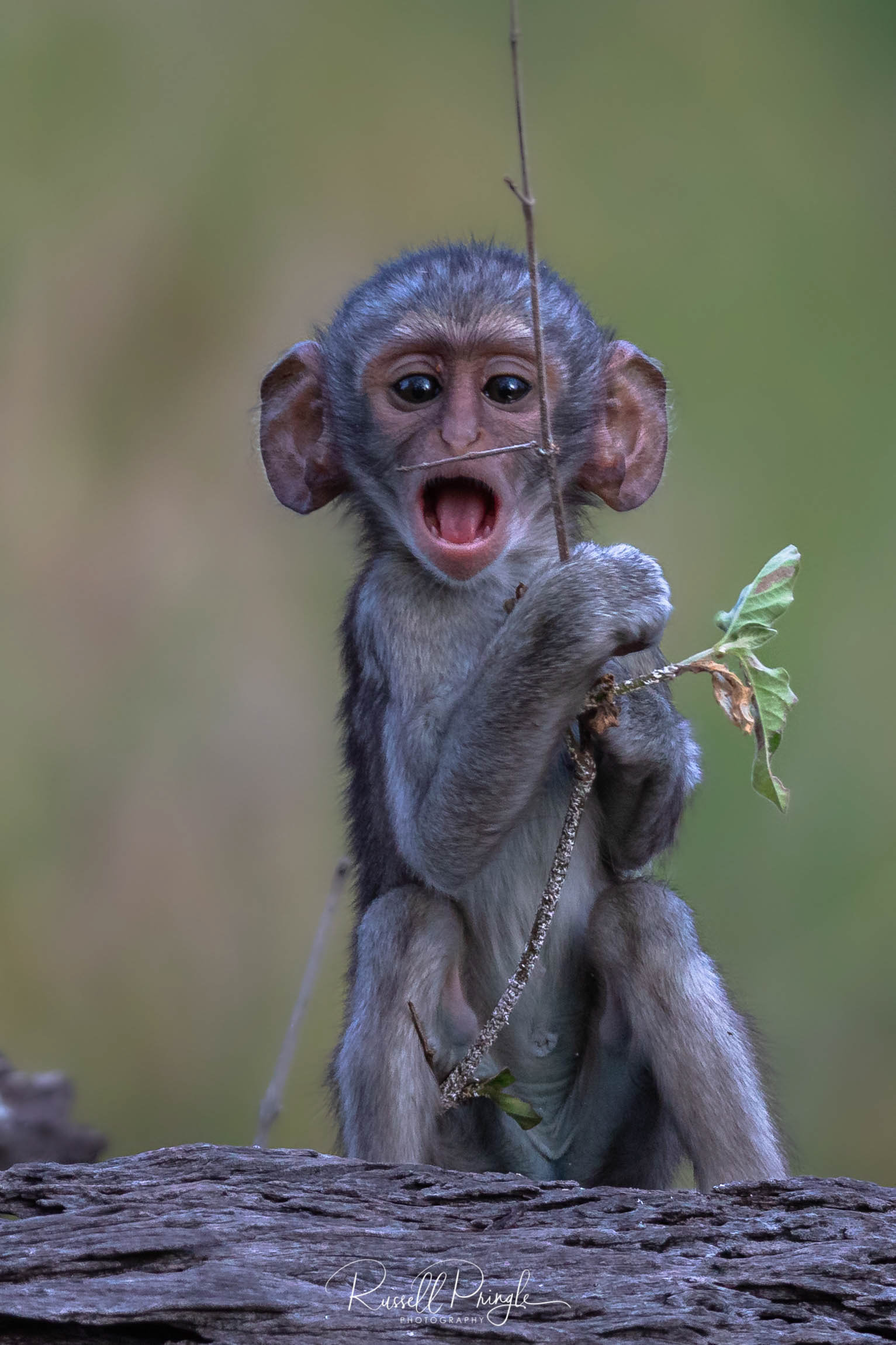 Vervet Monkey-Moremi GR, Botswana