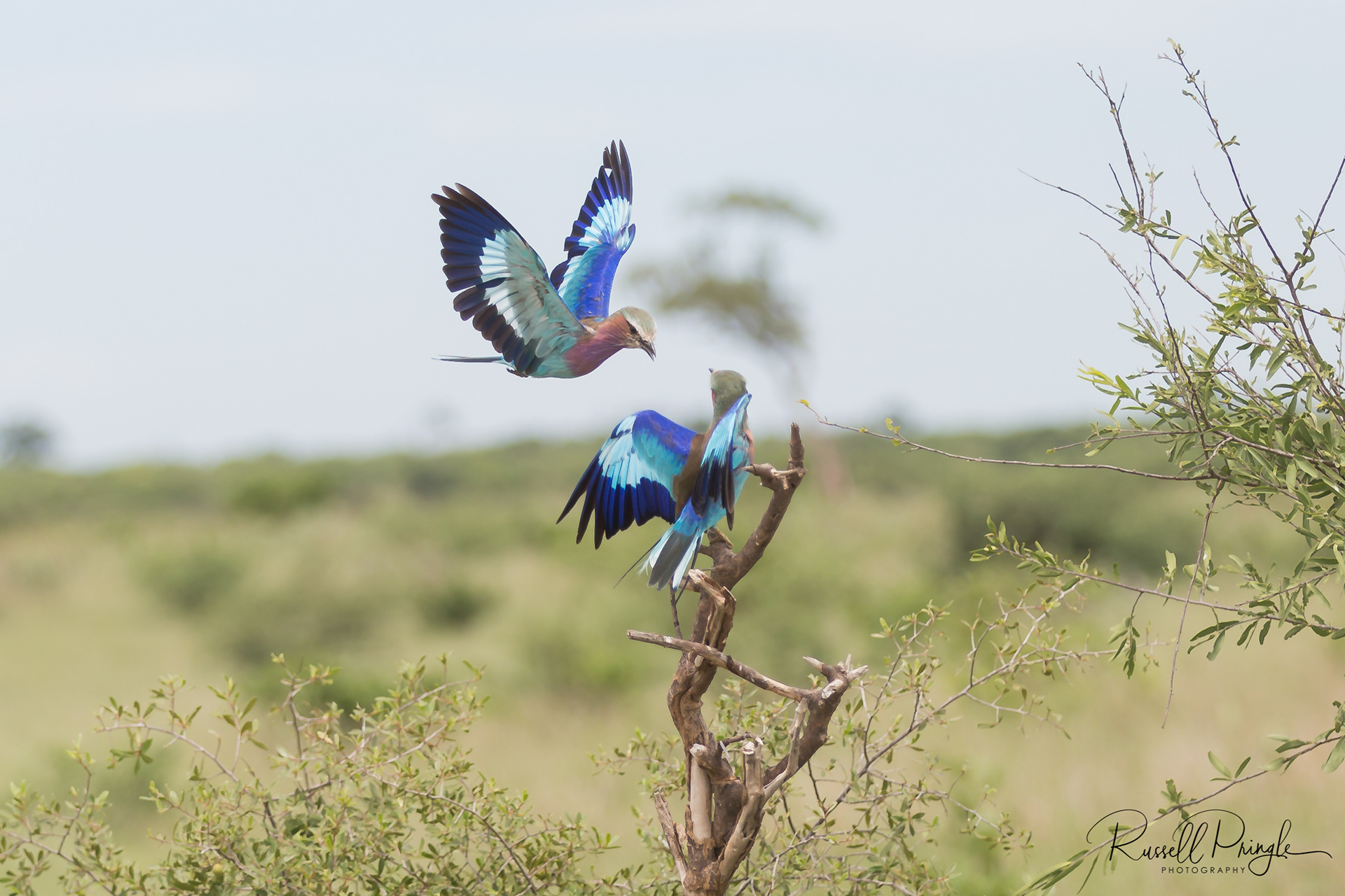 Lilac Breasted Rollers-Savuti, Botswana