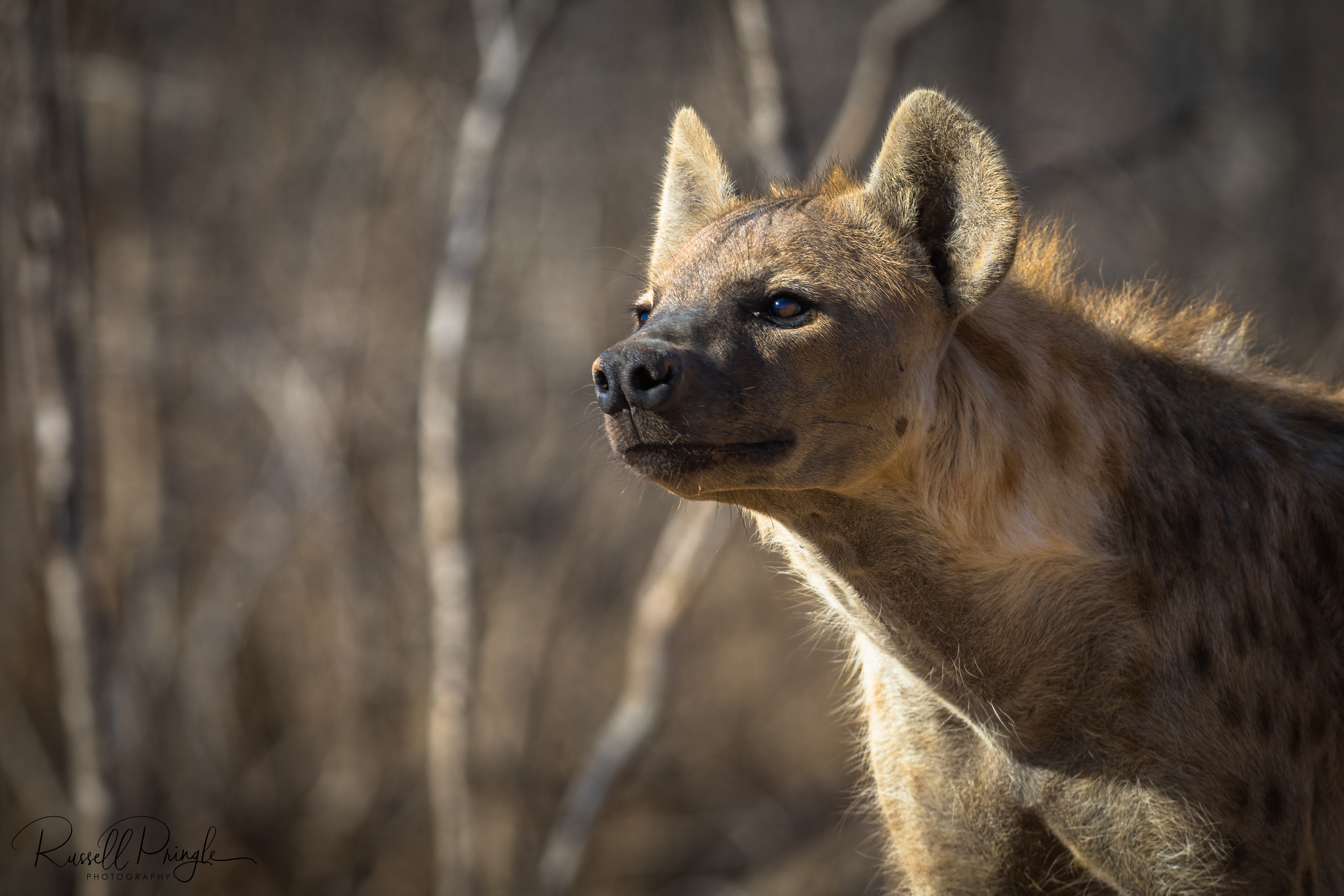 Spotted Hyena-Sabi Sands, Sth Africa