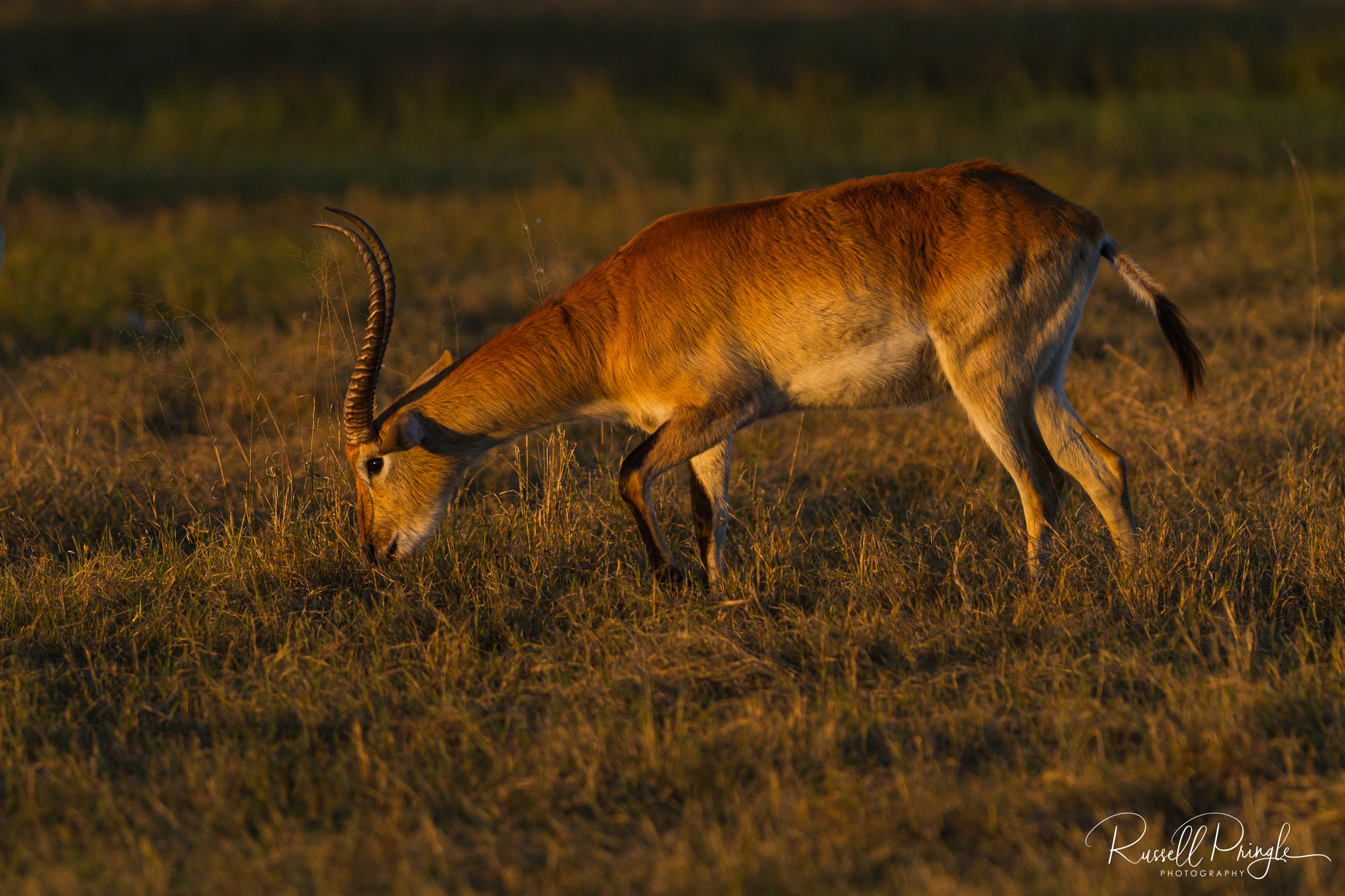 Red Lechwe-Okavango Delta, Botswana