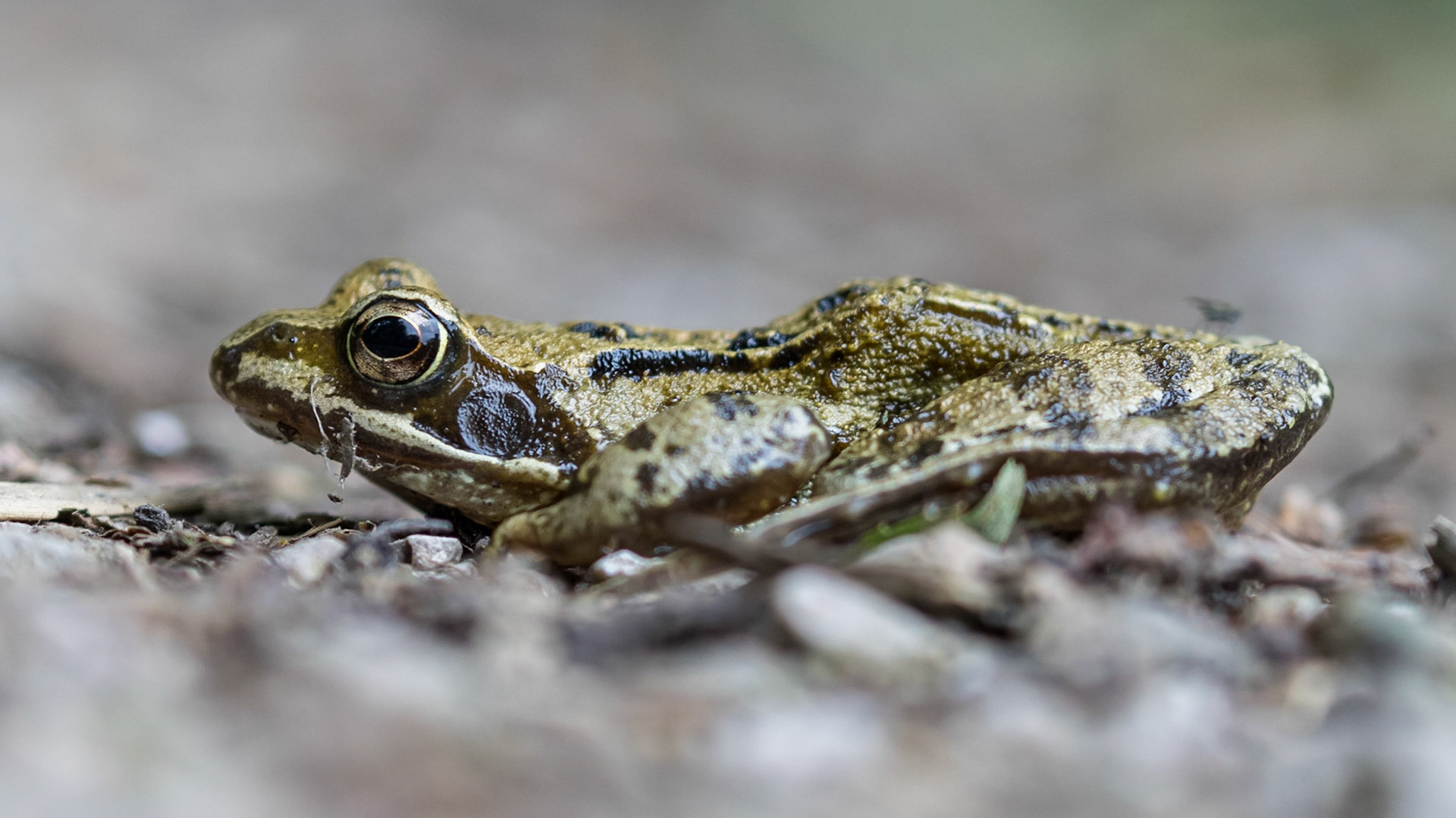 Common Frog