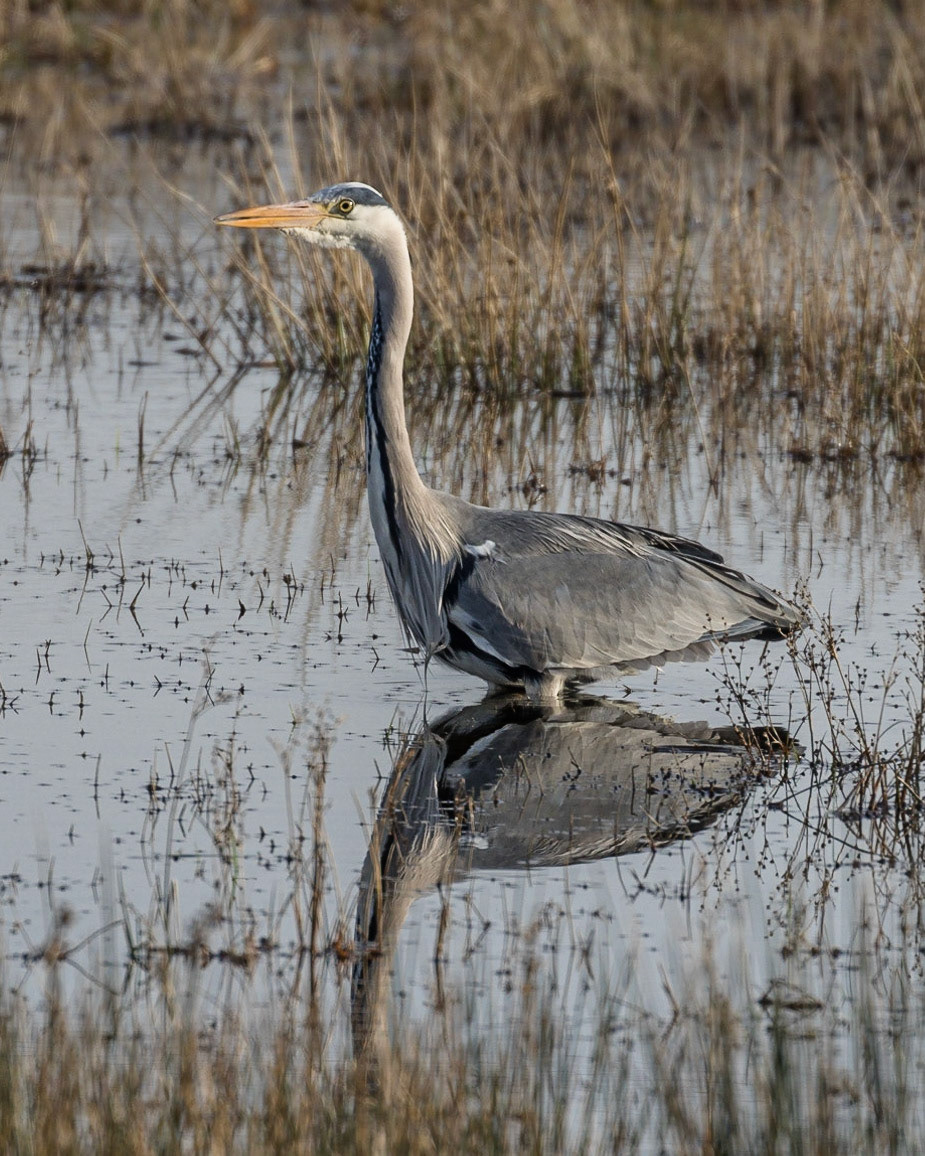 Heron