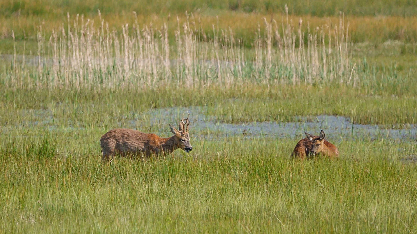 Roe Deer