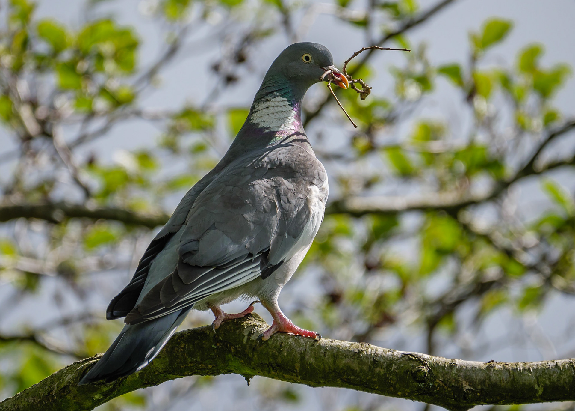 Wood Pigeon