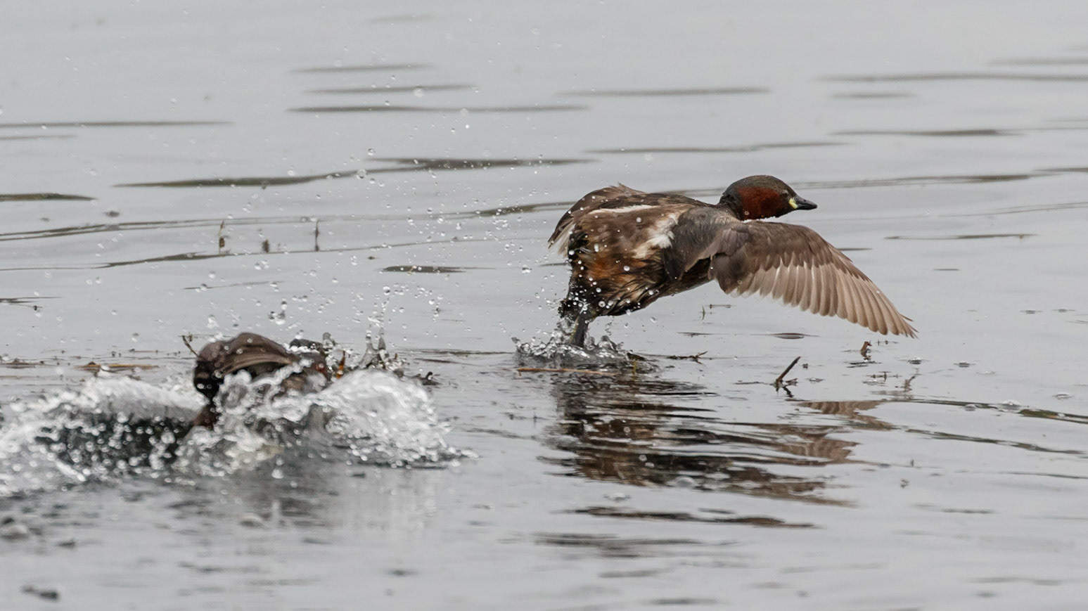 Little Grebe