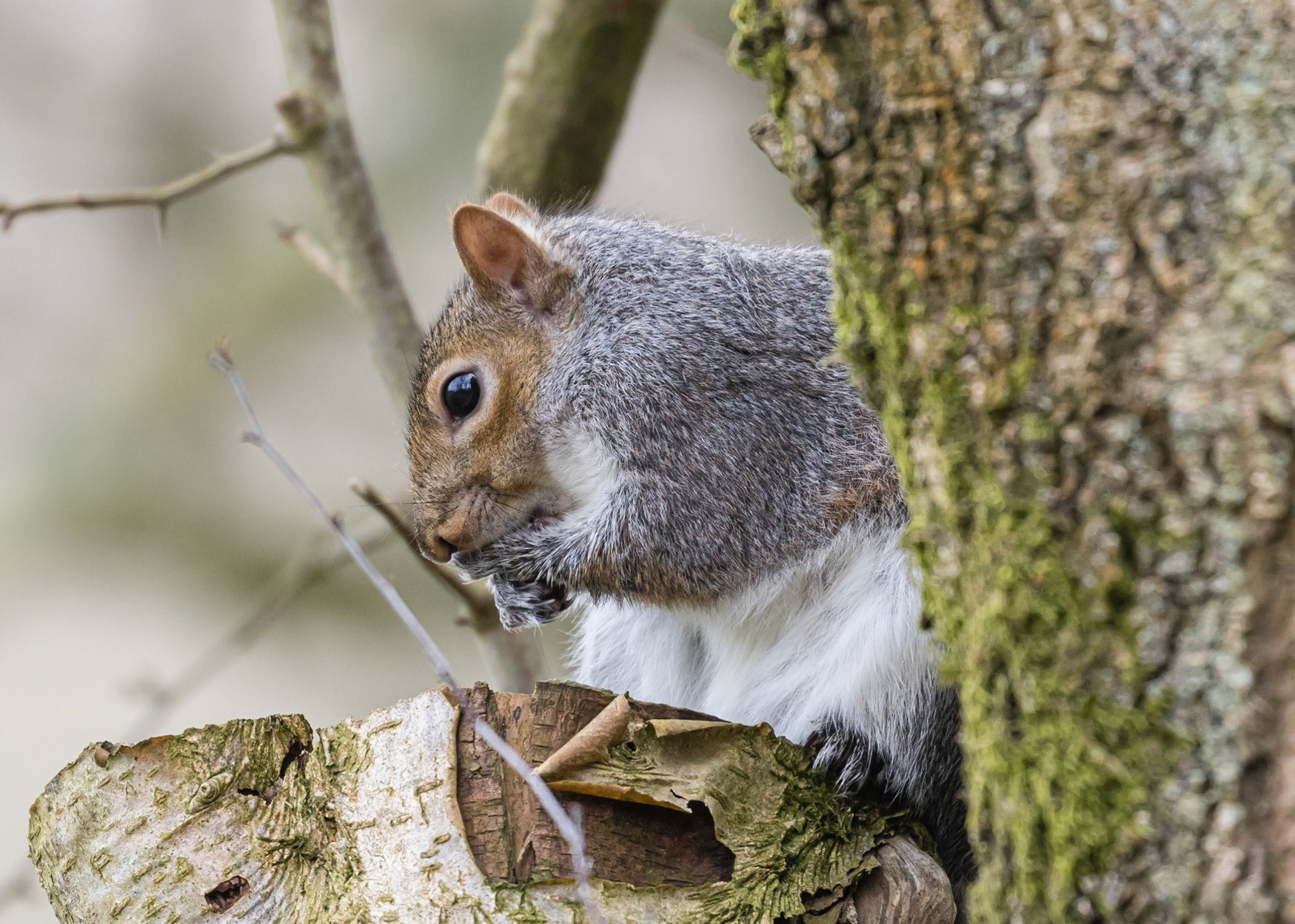 Grey Squirrel