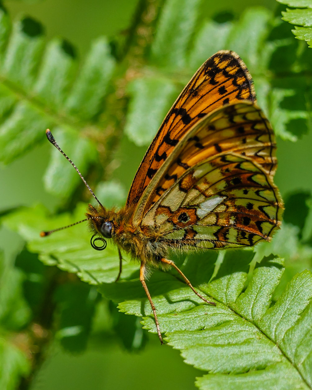 Pearl-bordered Frittilary