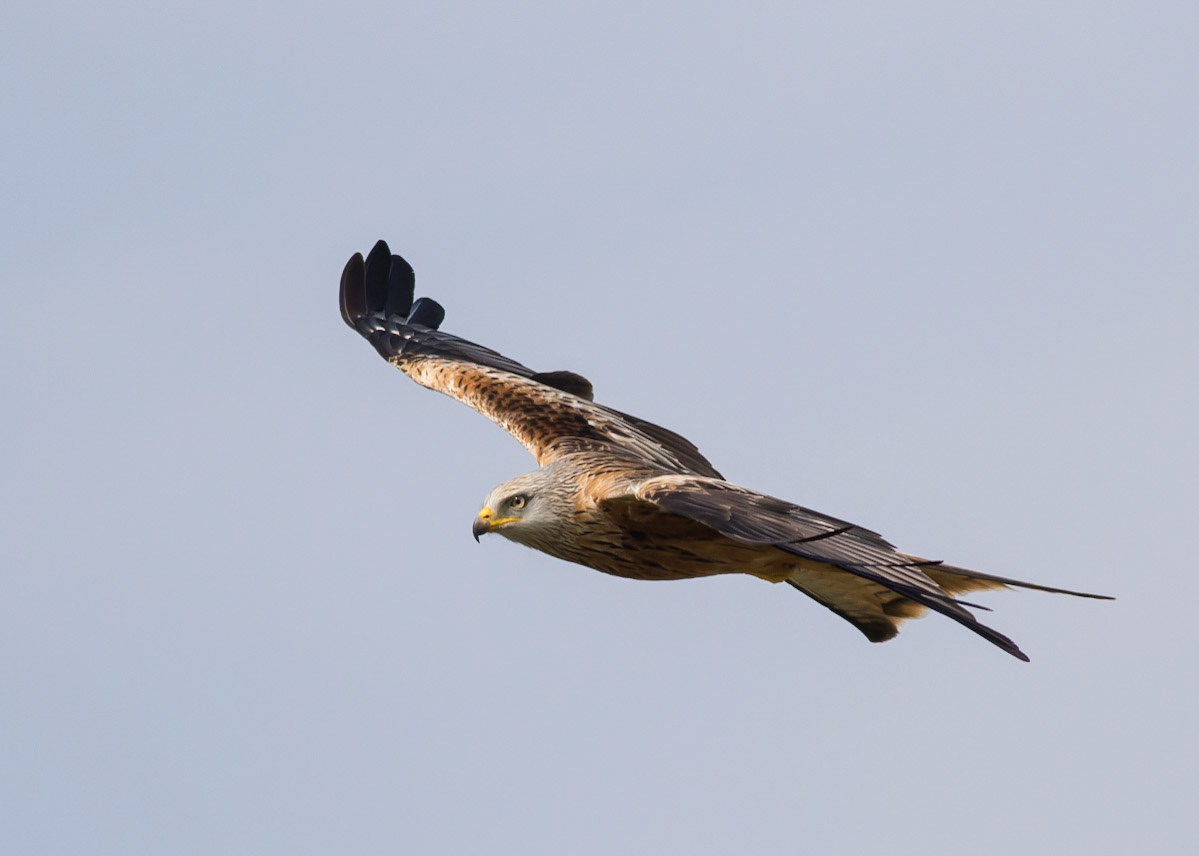 Red Kite