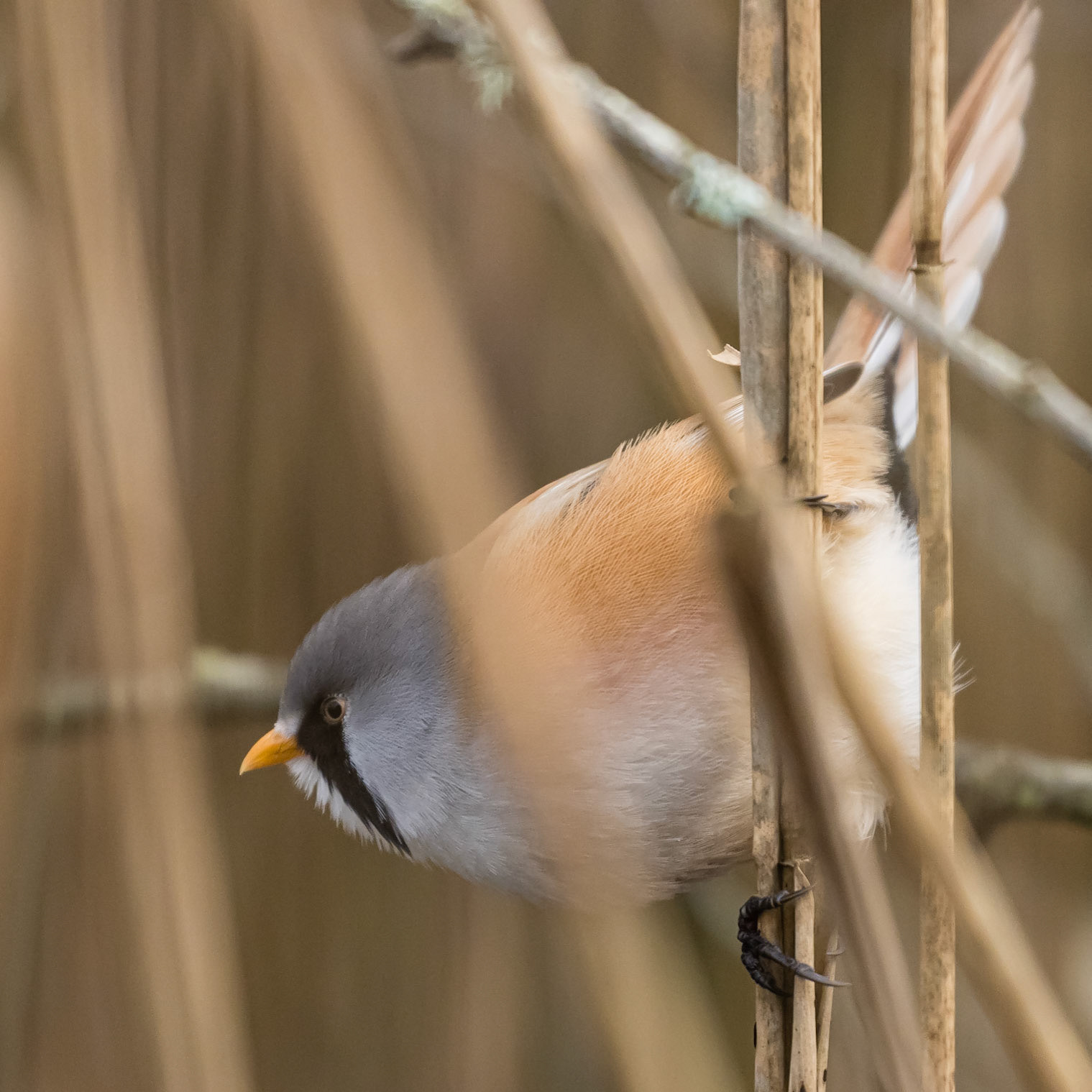Bearded Tit