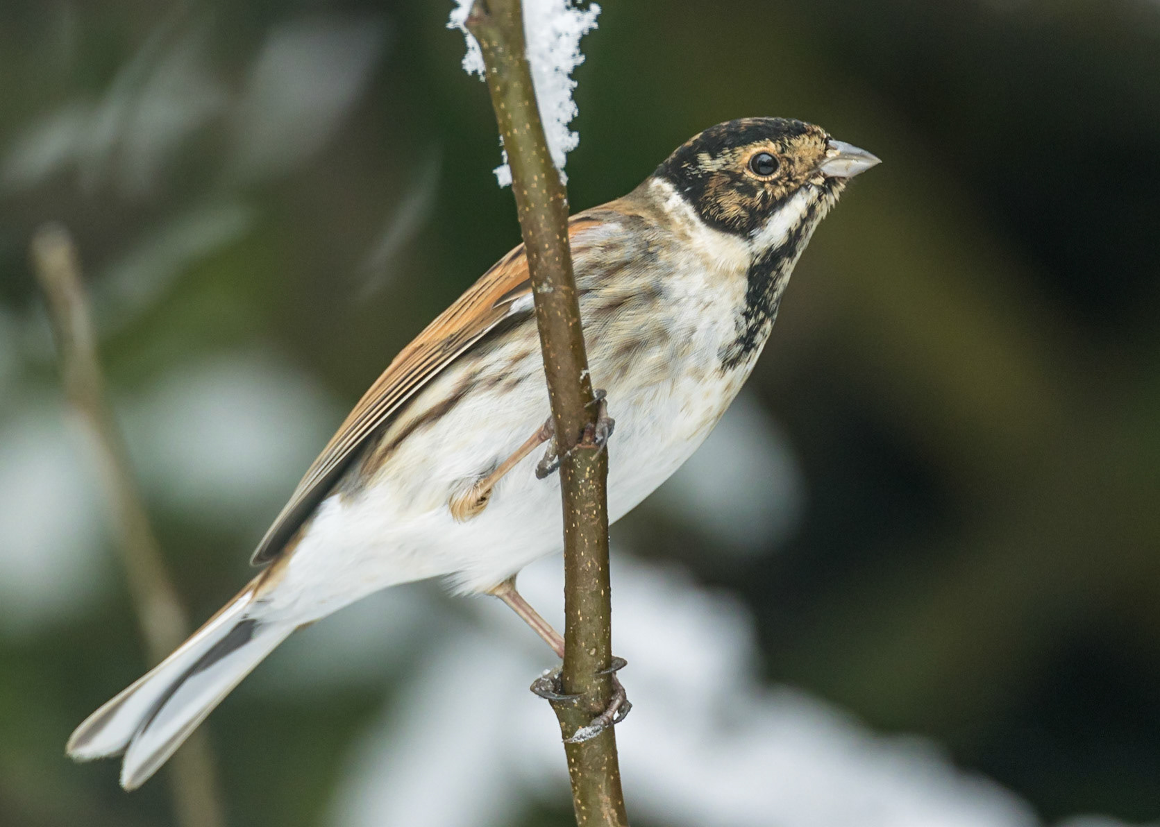 Reed Bunting
