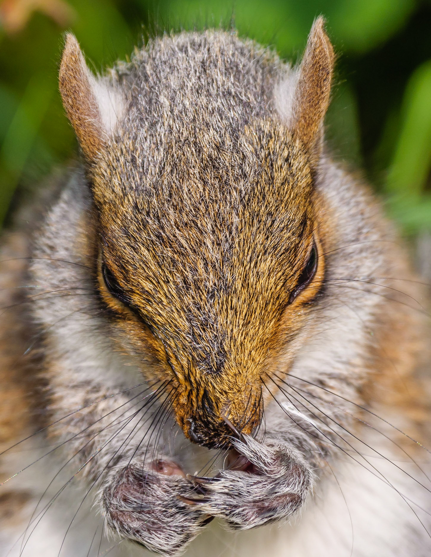 Grey Squirrel