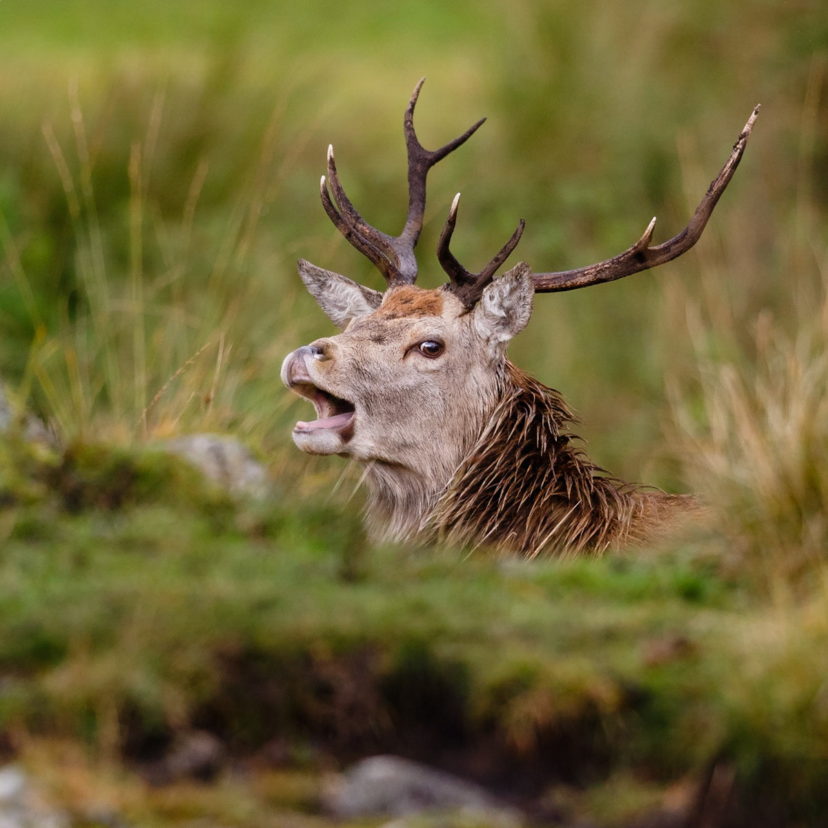 Red Deer