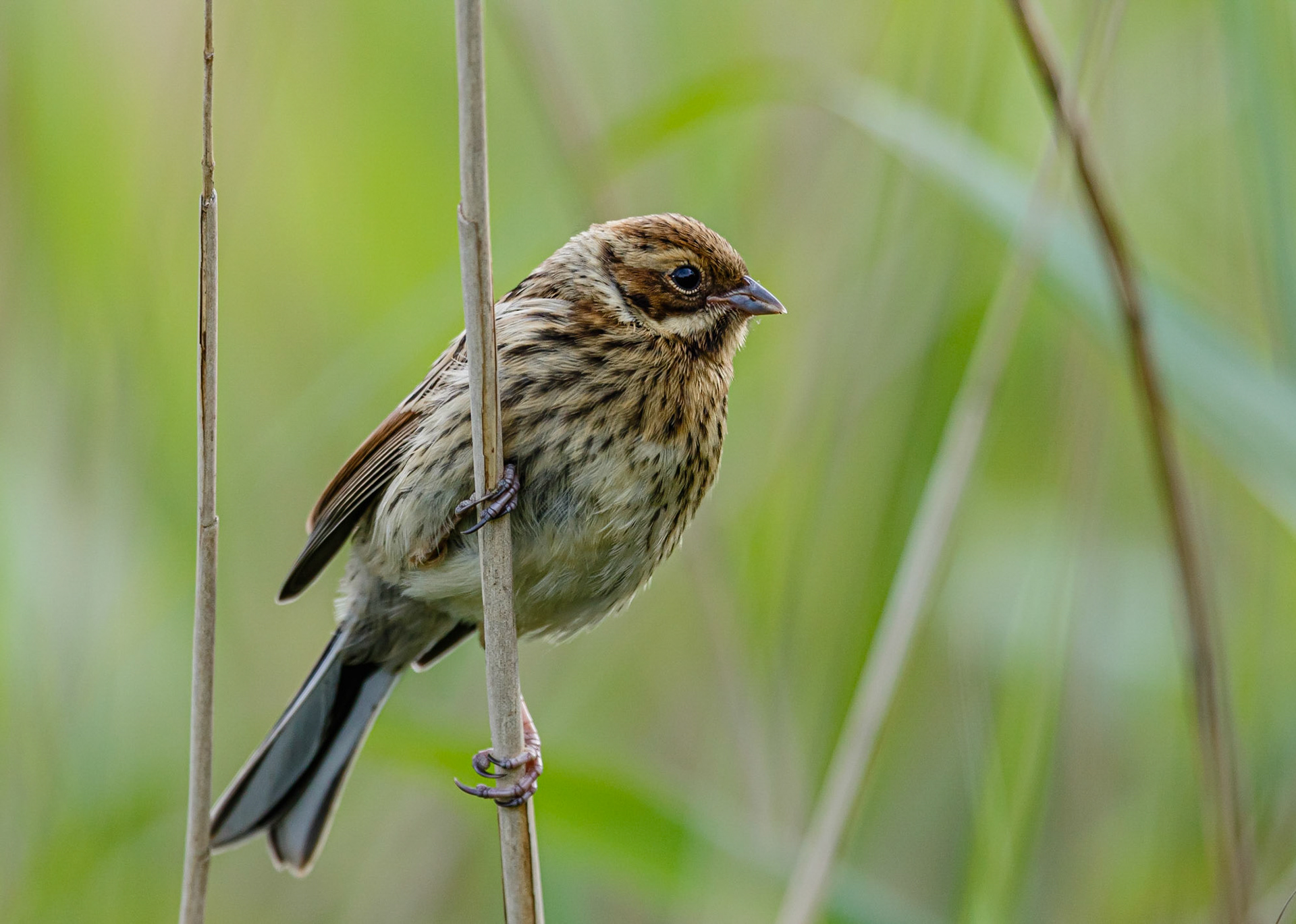 Reed Bunting