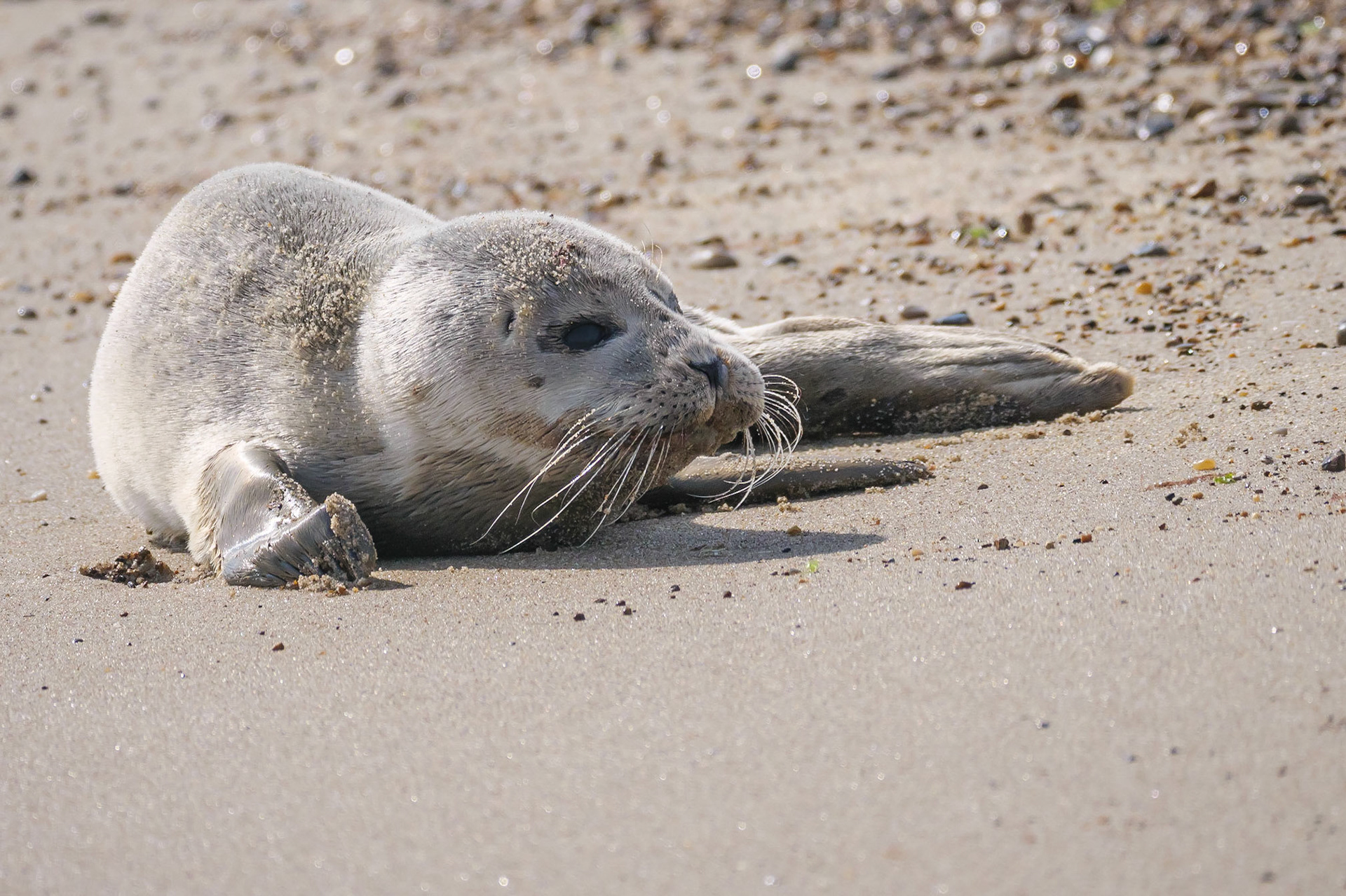 Andy Nayler Photography - Mammals - Carnivores