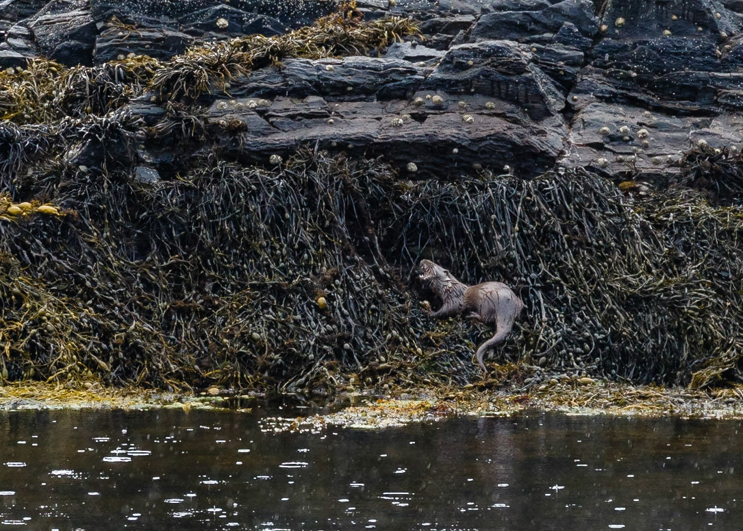 Otter