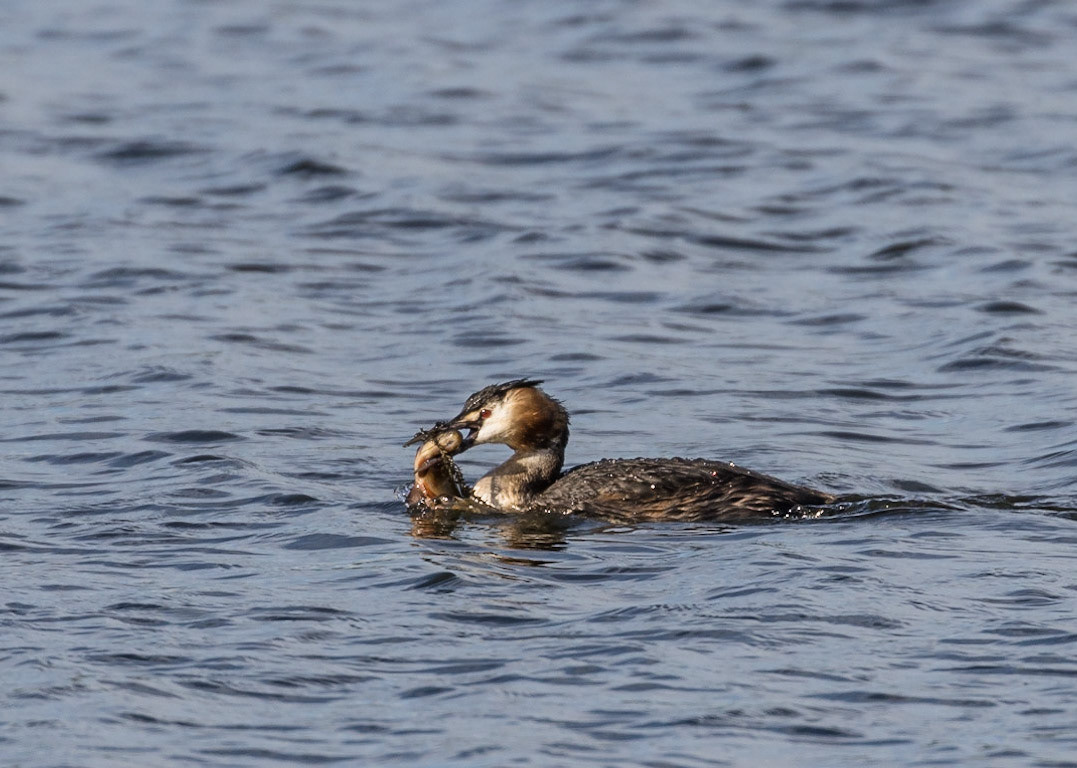 Great Crested Grebe