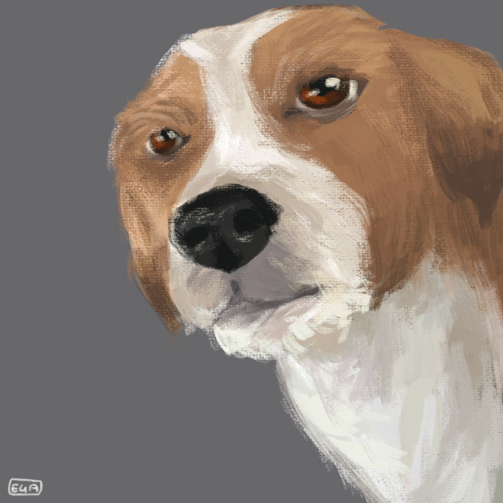 a portrait of one of my dogs