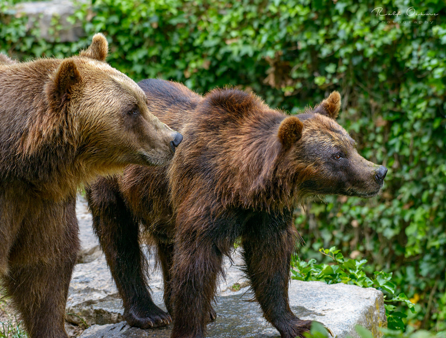 Braunbär