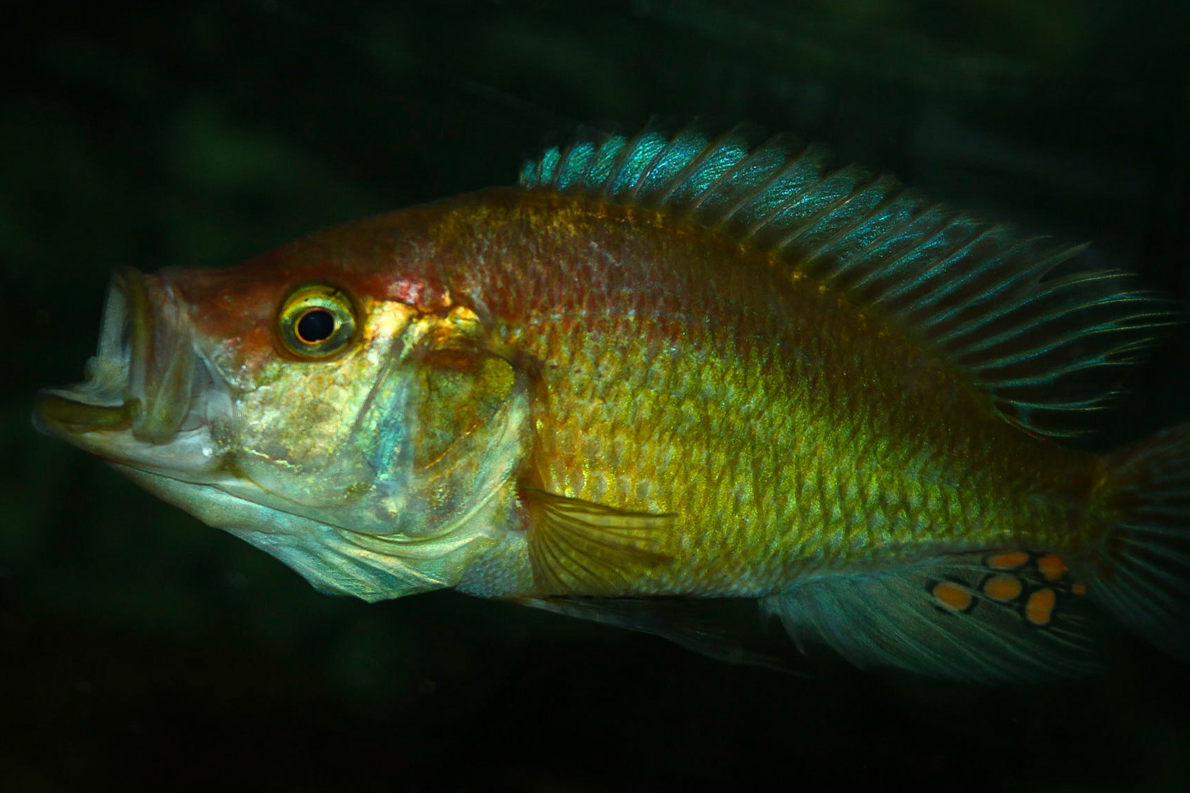 Pyxichromis orthostoma