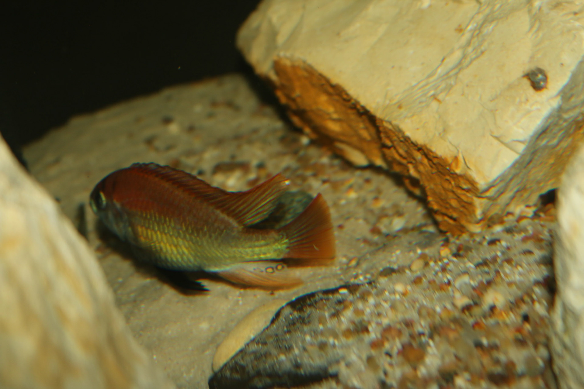 Tonisafricancichlids Haplochromis Nuchisquamulatus