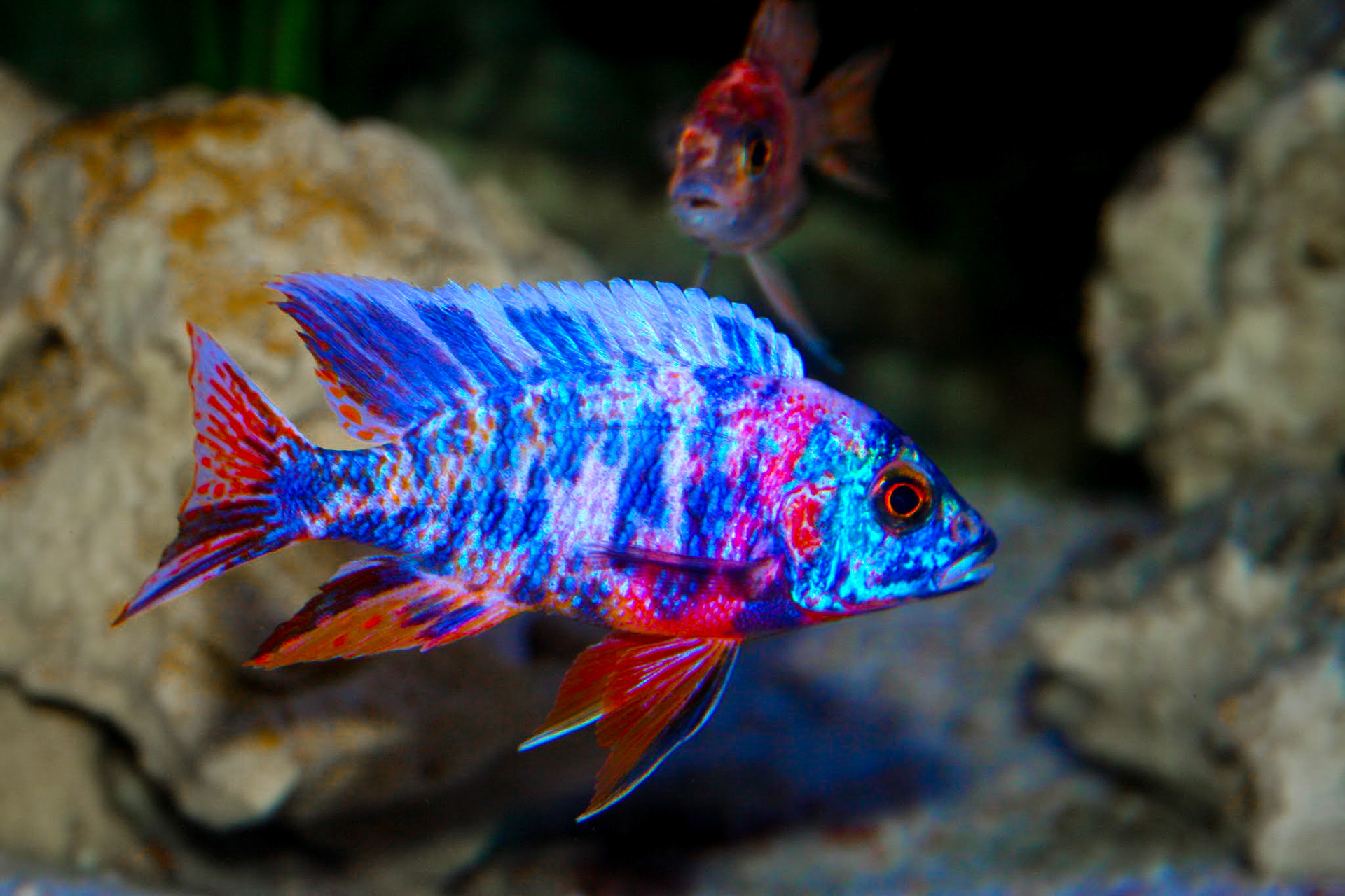 Tonisafricancichlids Aulonocara Marmelade Cat