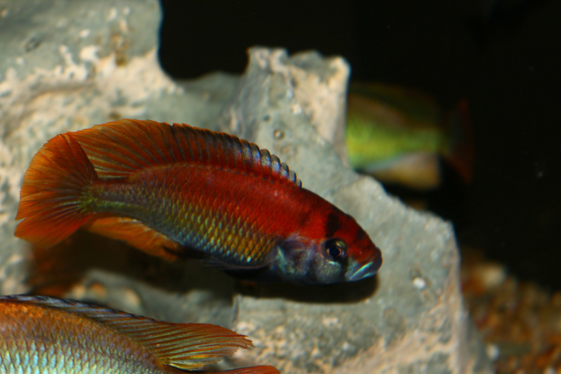 Tonisafricancichlids Haplochromis Nuchisquamulatus