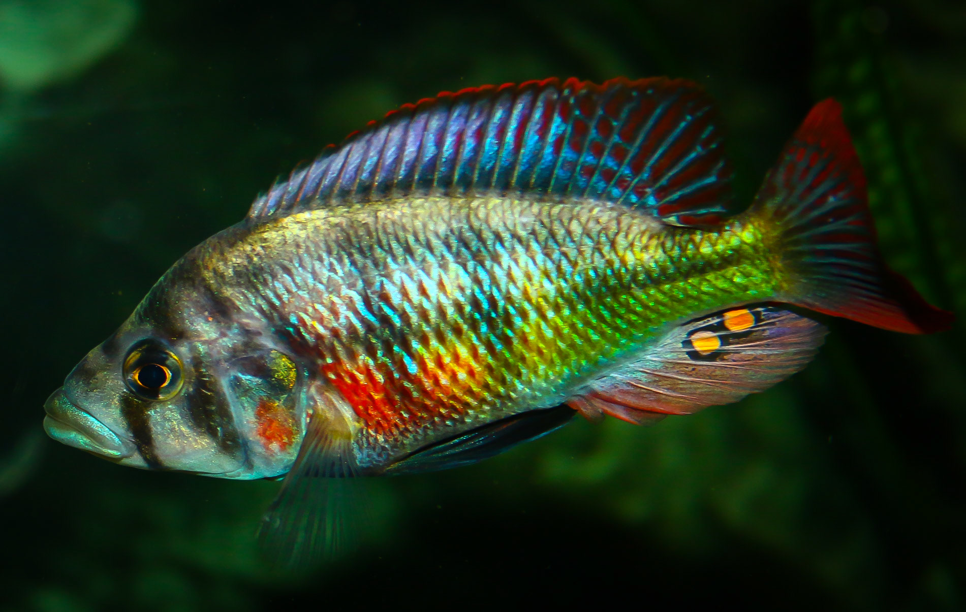 Paralabidochromis Chilotes Makobe