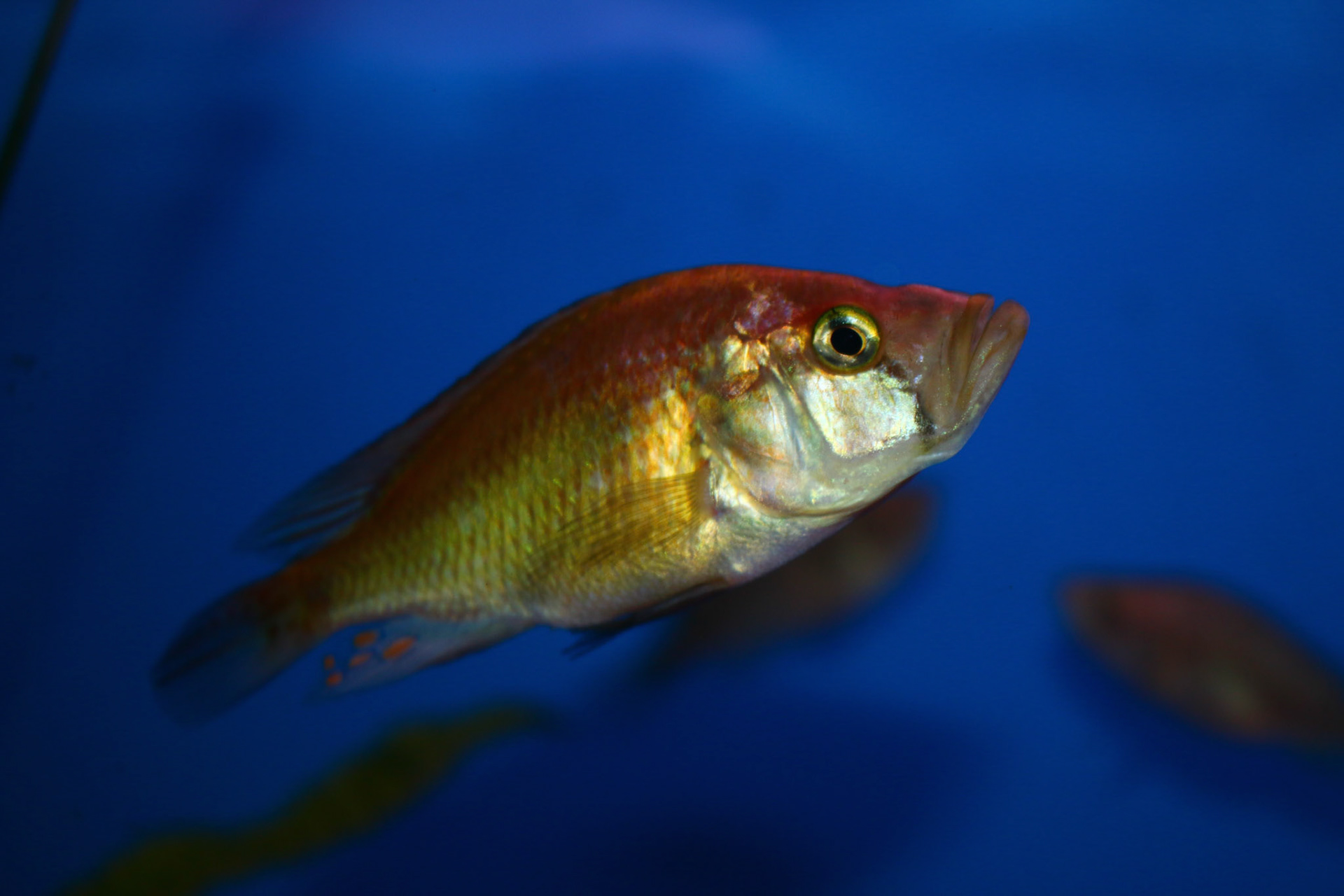Pyxichromis orthostoma