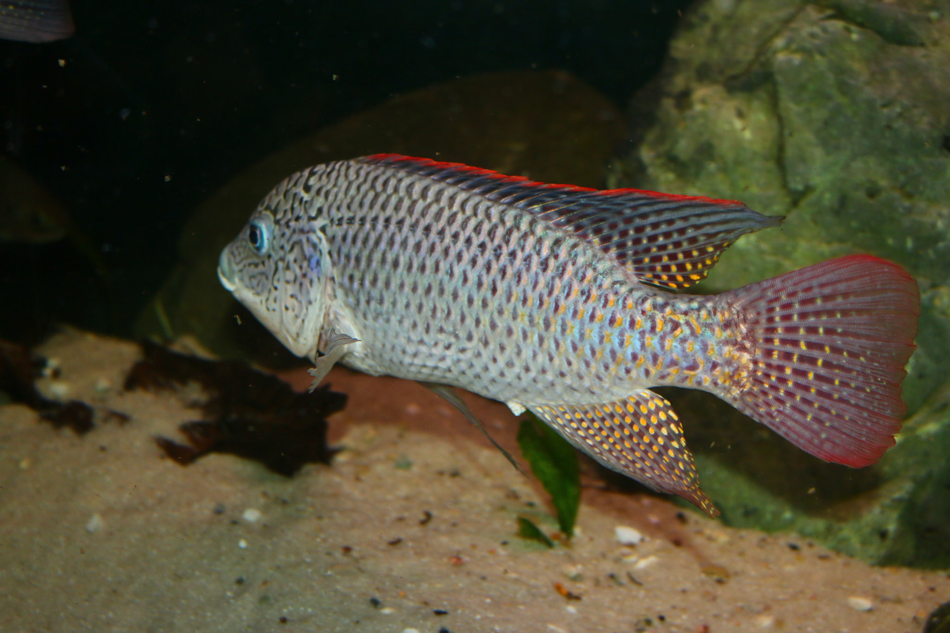 Oreochromis Schwebischi