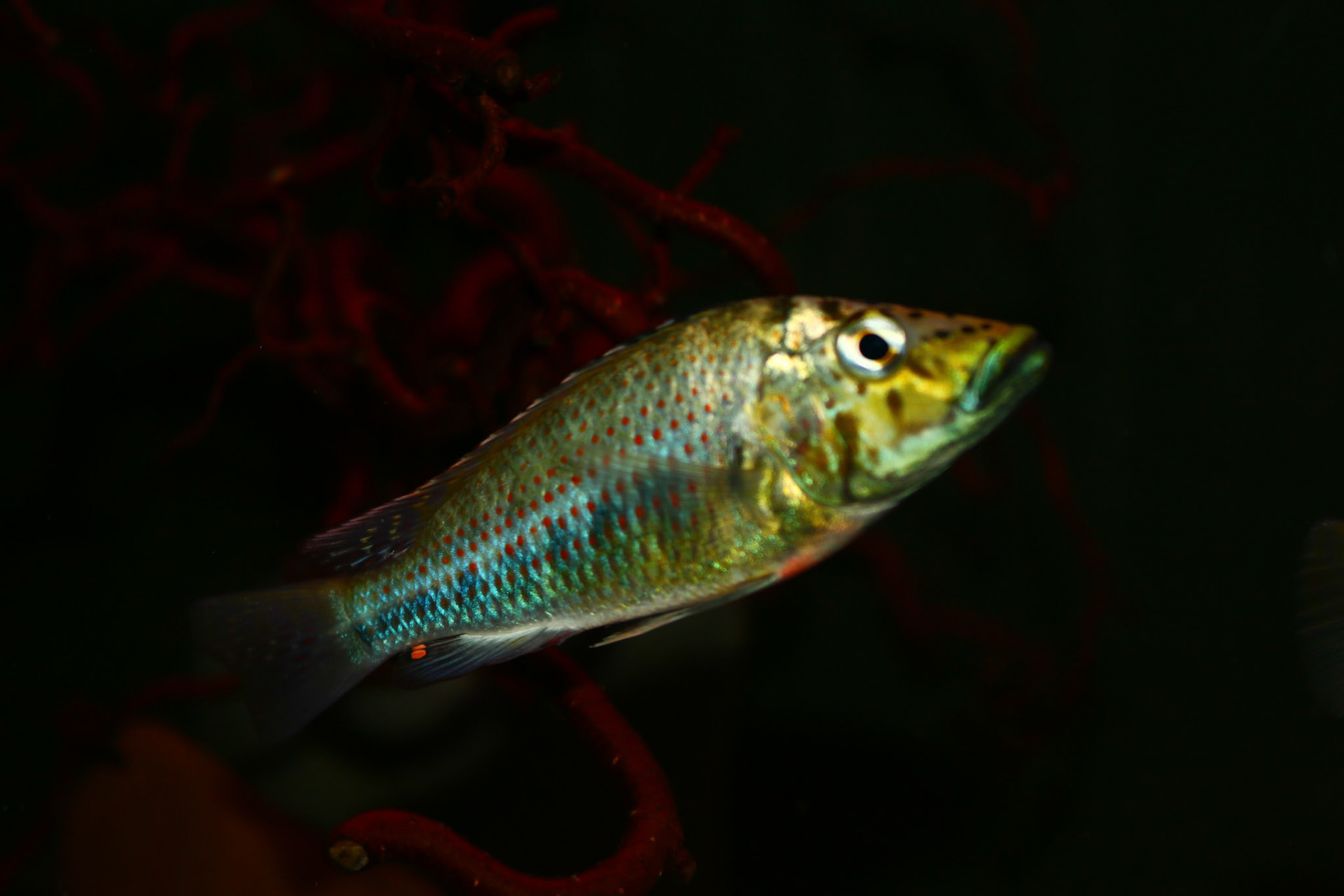 Ctenochromis horei