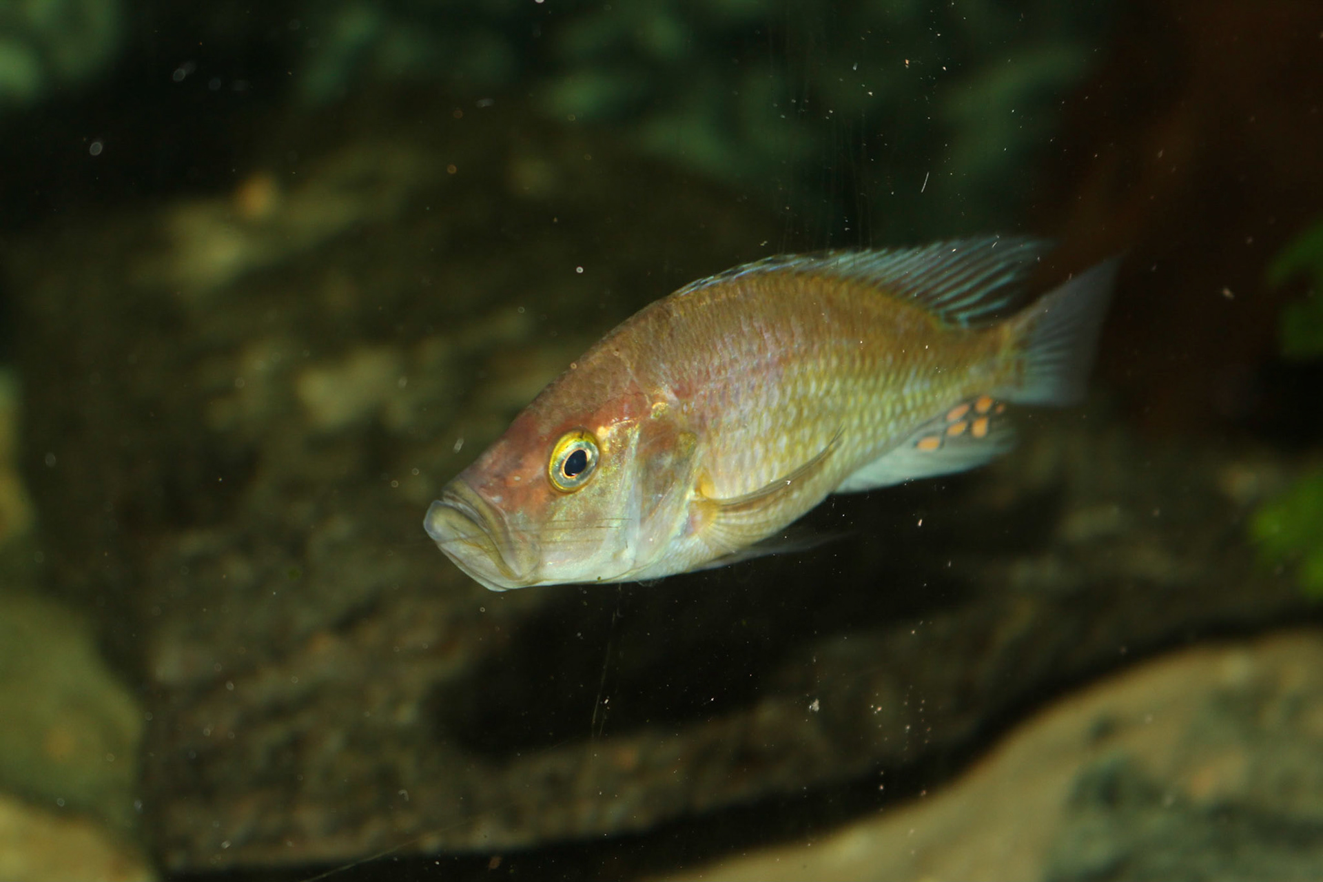 Pyxichromis orthostoma