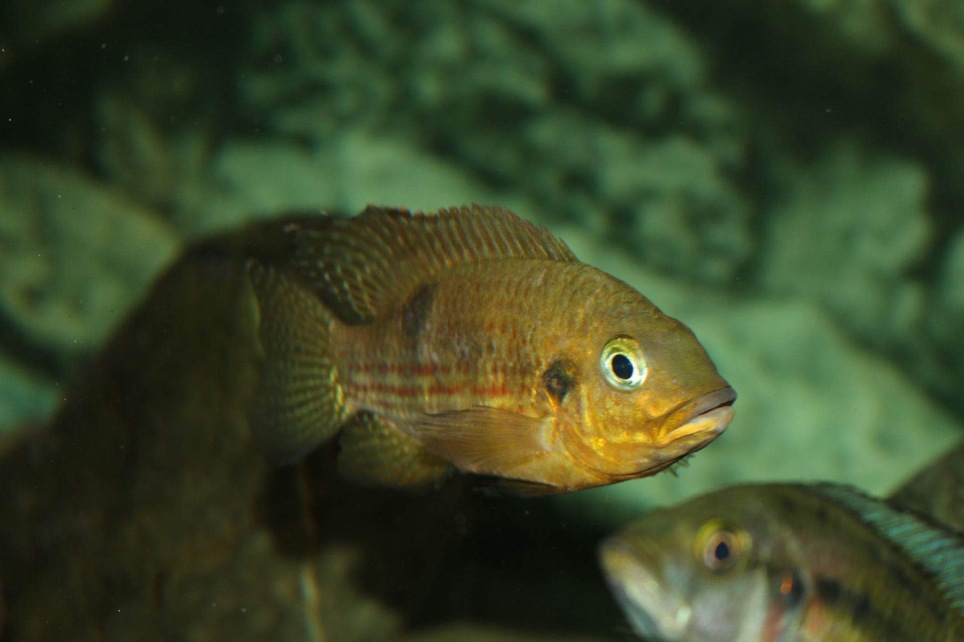 Pelmatochromis buettikoferi
