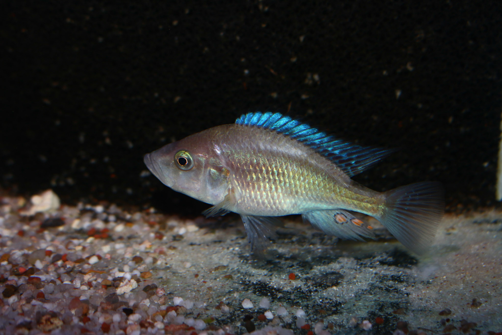 Pyxichromis orthostoma