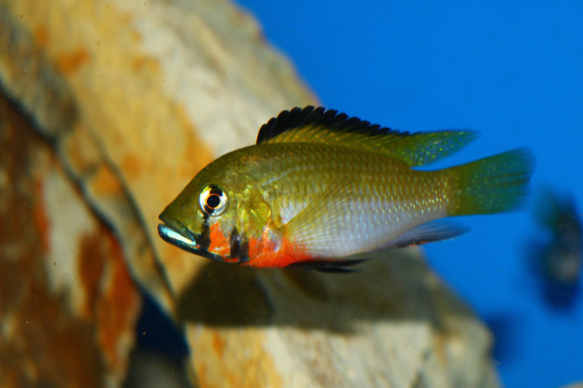 Thoracochromis brauschi