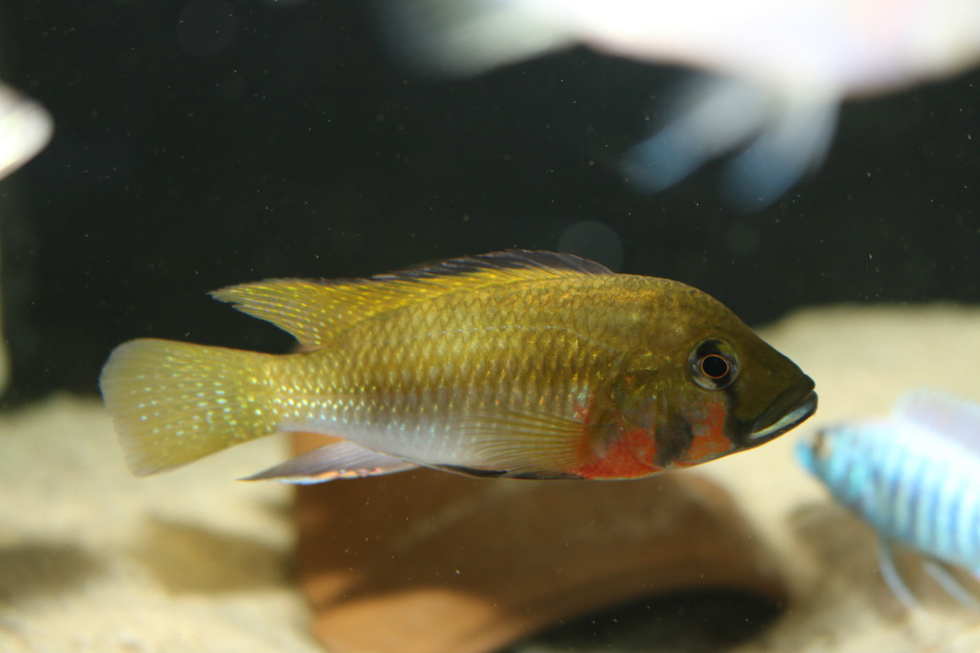 Thoracochromis brauschi