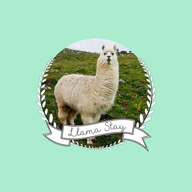 llama stay
