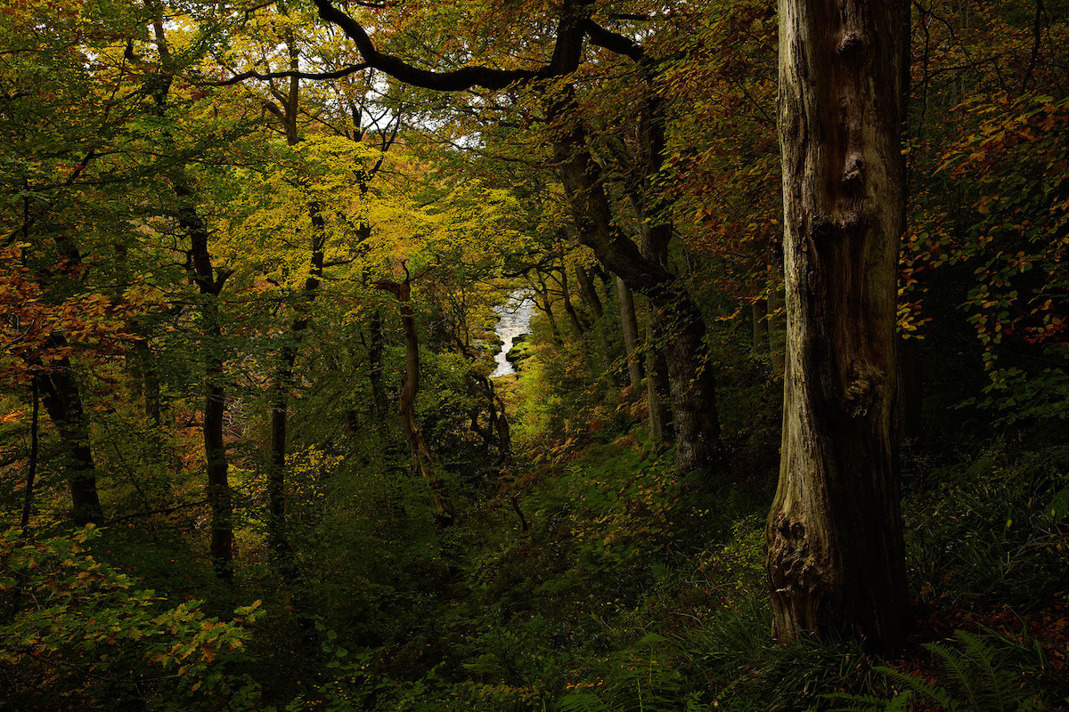 Strid View