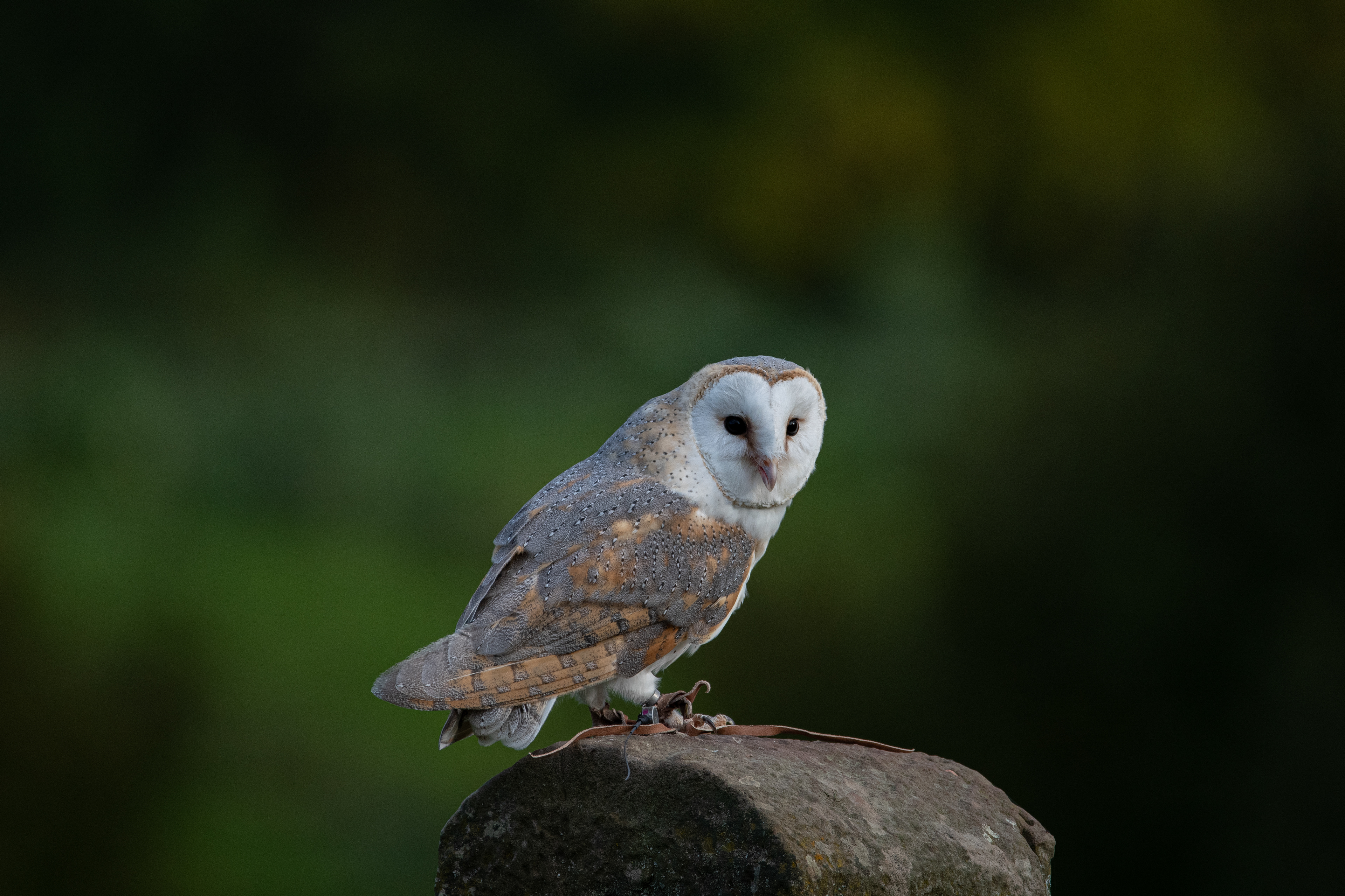 barn owl
