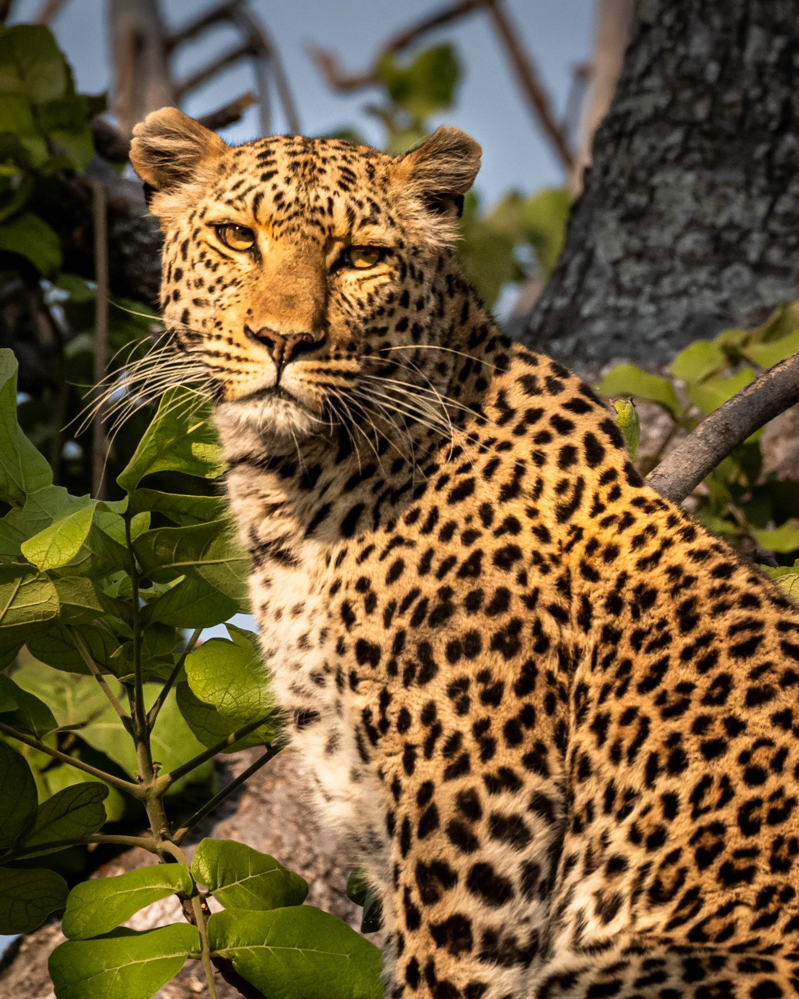 Leopard in Sausage Tree - Namibia
