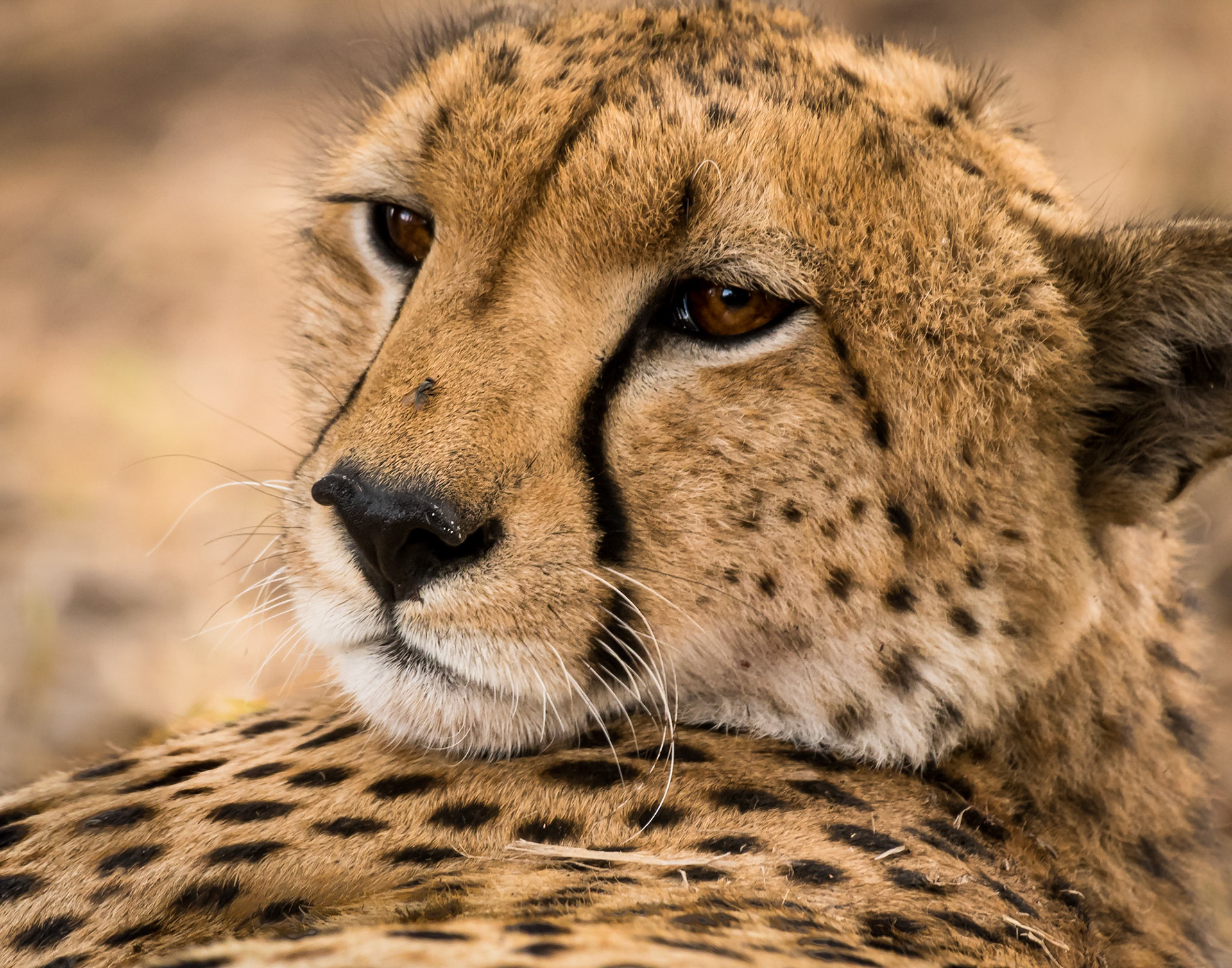 On the Nose - Cheetah at Serengeti, Tanzania